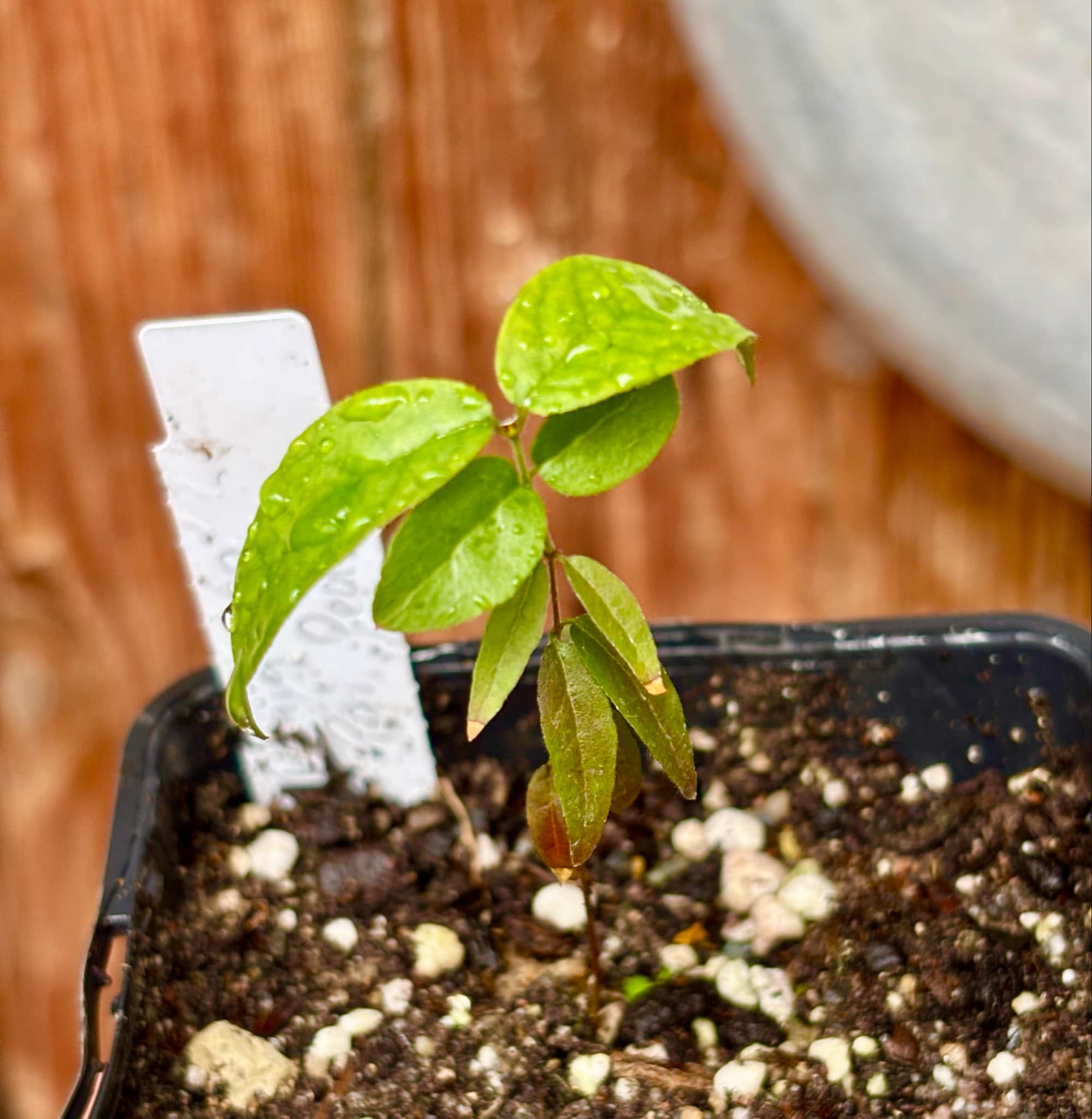 Plinia sp Pai Pedro - 1 small potted seedling / 1 kleiner, getopfter Sämling Plinia sp Pai Pedro - 1 small potted seedling / 1 kleiner, getopfter Sämling