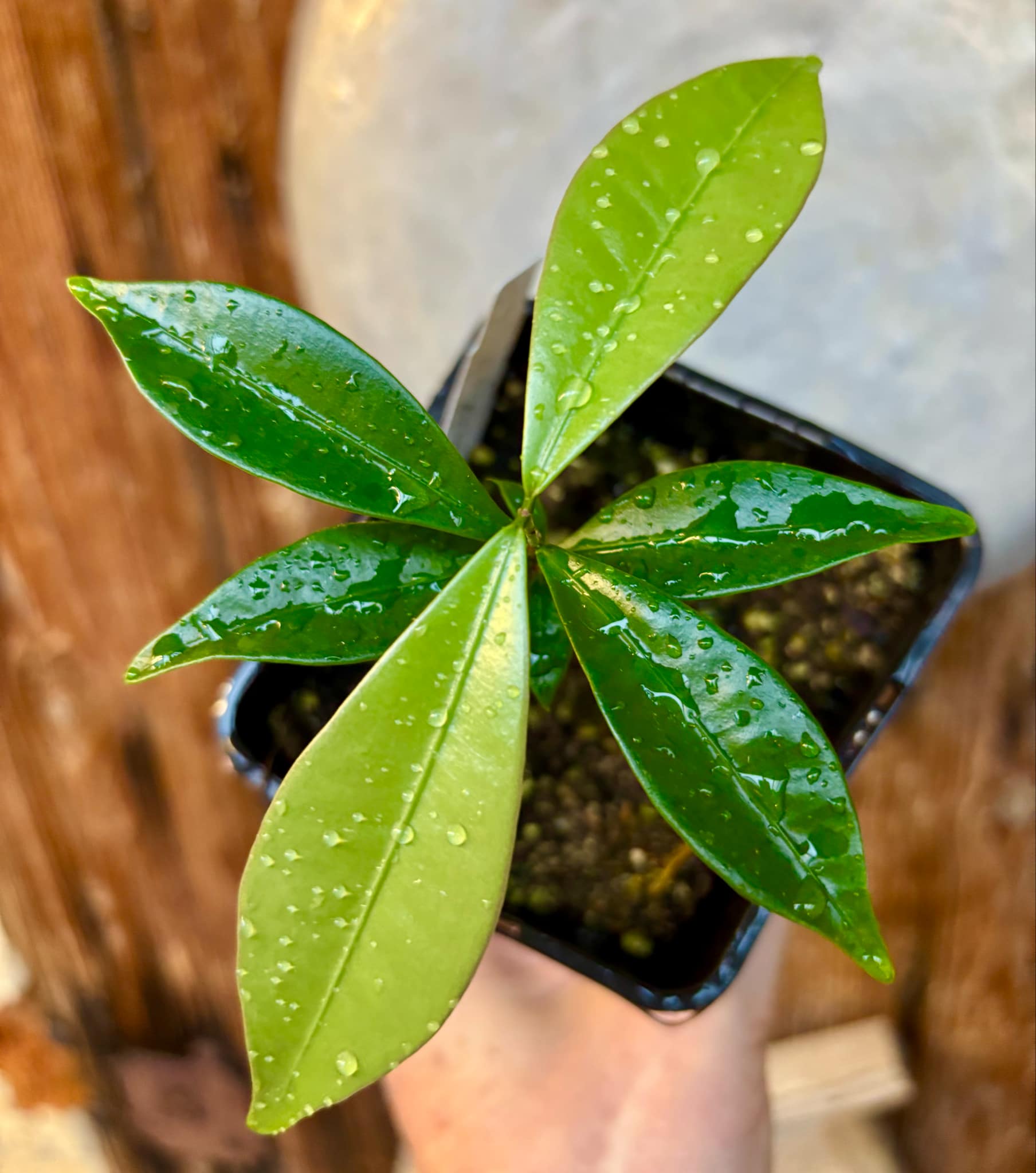 Eugenia astringens - 1 potted plant / 1 getopfte Pflanze