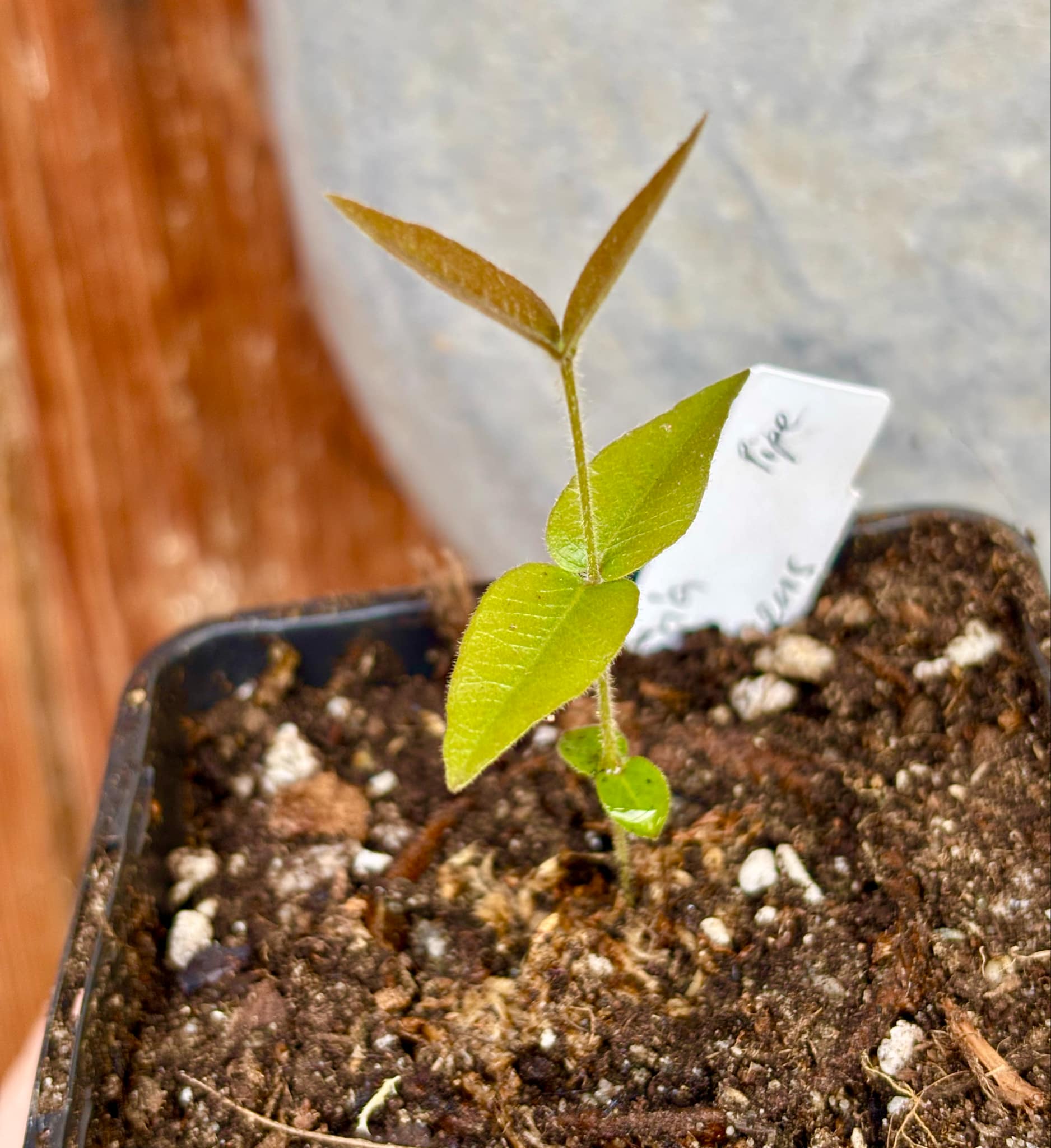 Myrciaria caerulescens (Roxa - Blue Guaquiea) - 1 potted seedling / 1 kleiner, getopfter Sämling