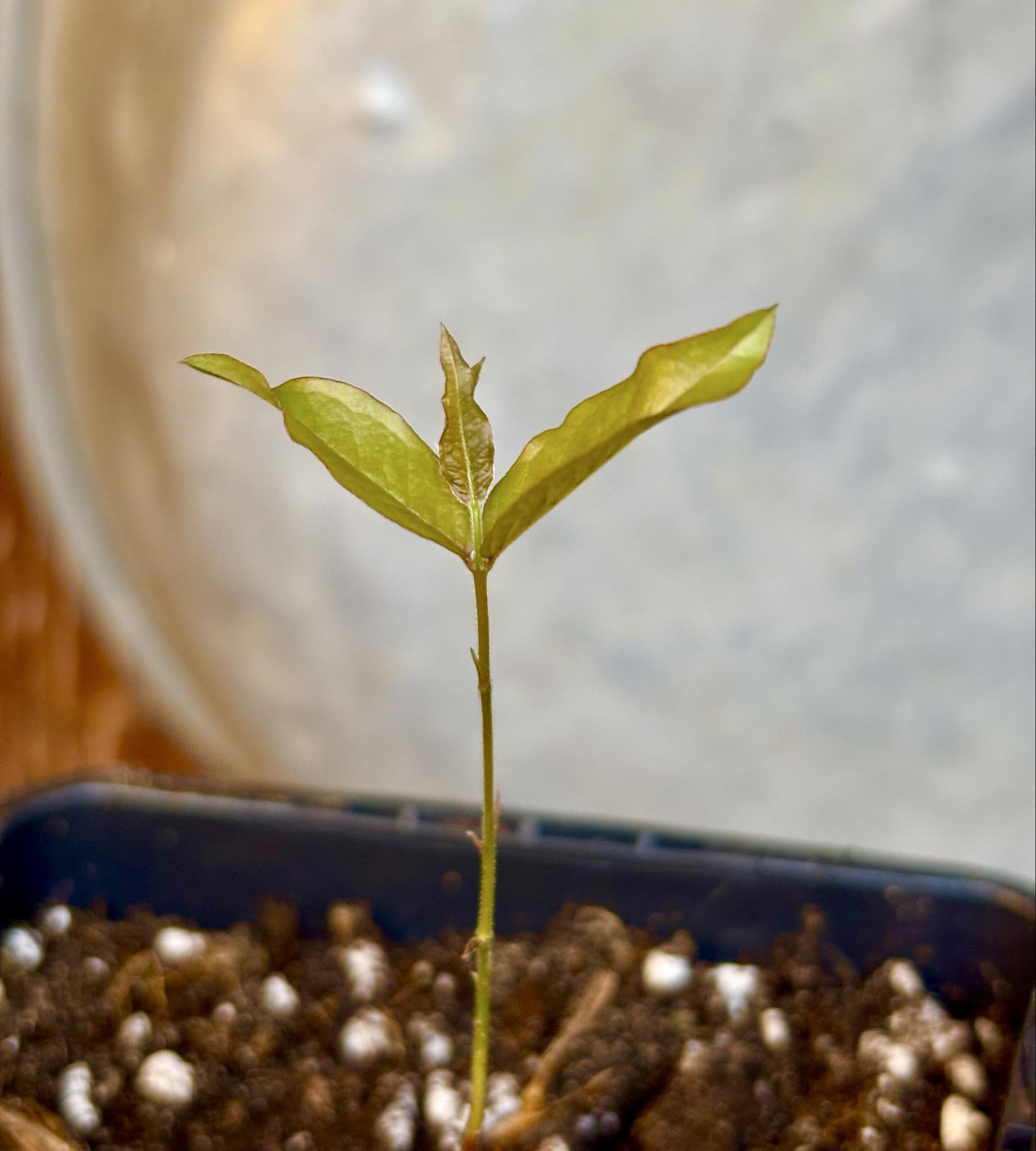 Plinia povedae - 1 potted seedling / 1 getopfter Sämling
