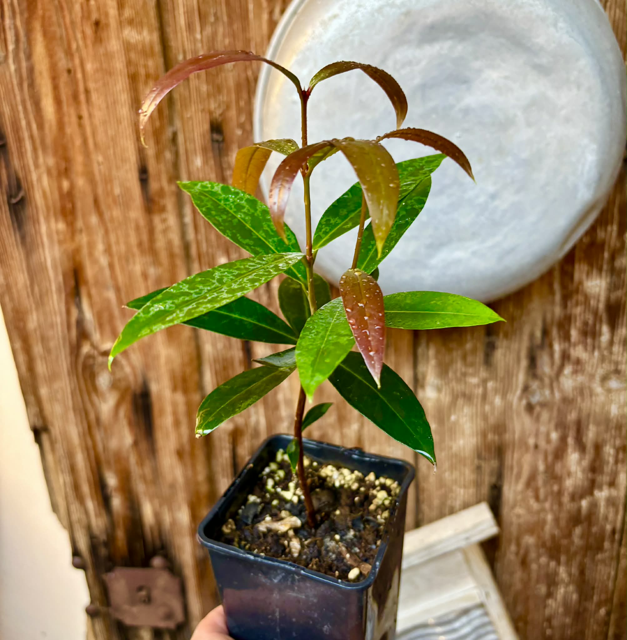 Eugenia sp Jambo da Mata -  1  potted seedling / 1 getopfter Sämling