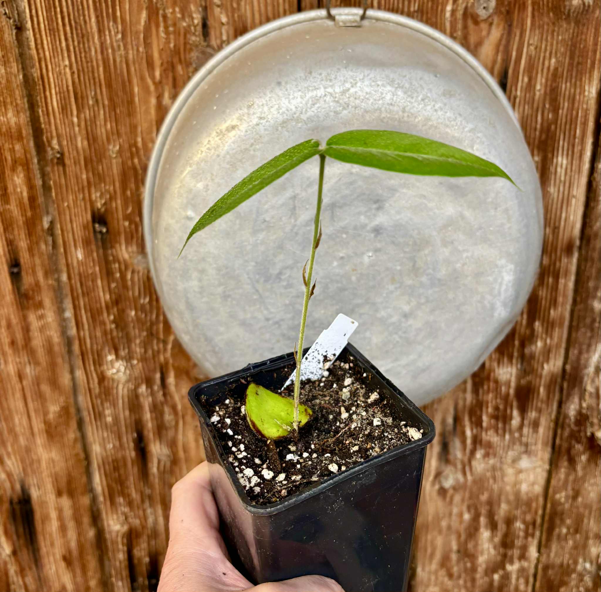 Cambucá-de-calo - (Plinia callosa) -  1 potted seedling / 1 getopfter Sämling