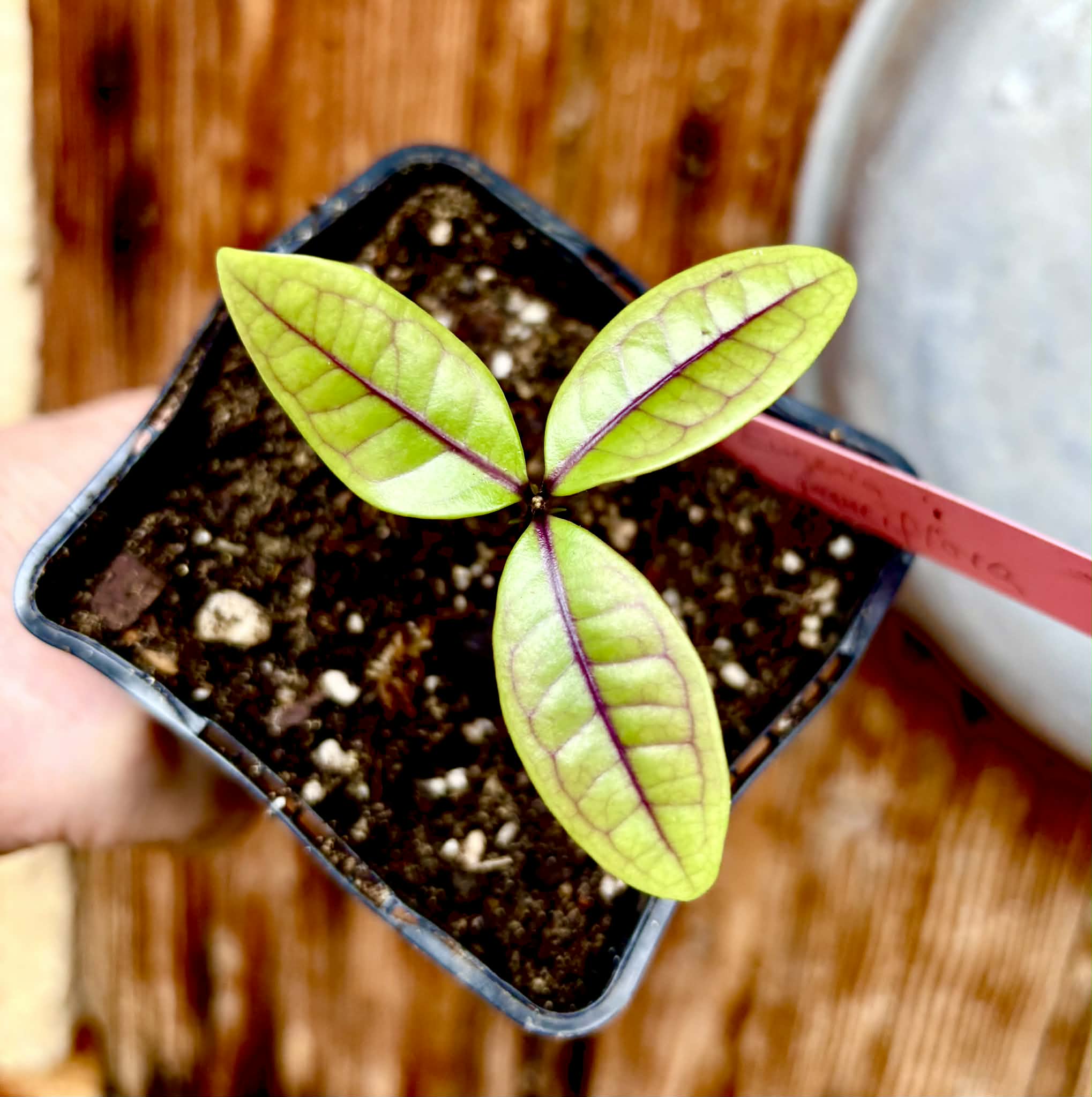 Eugenia rotundifolia var. Maruim - 1 potted seedling / 1 getopfter Sämling