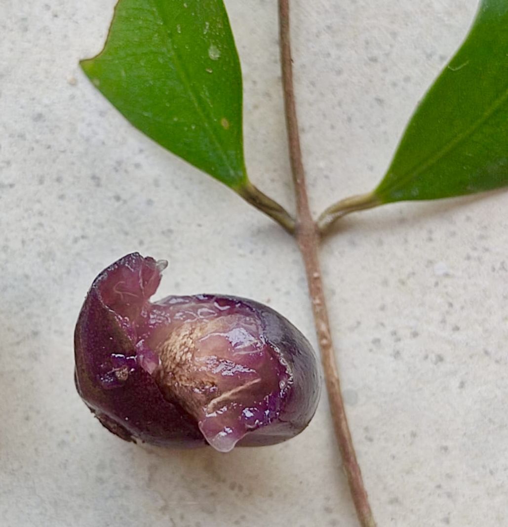 Collection of 5 Myrcia -  5 different potted plants / 5 verschiedene, getopfte Pflanzen