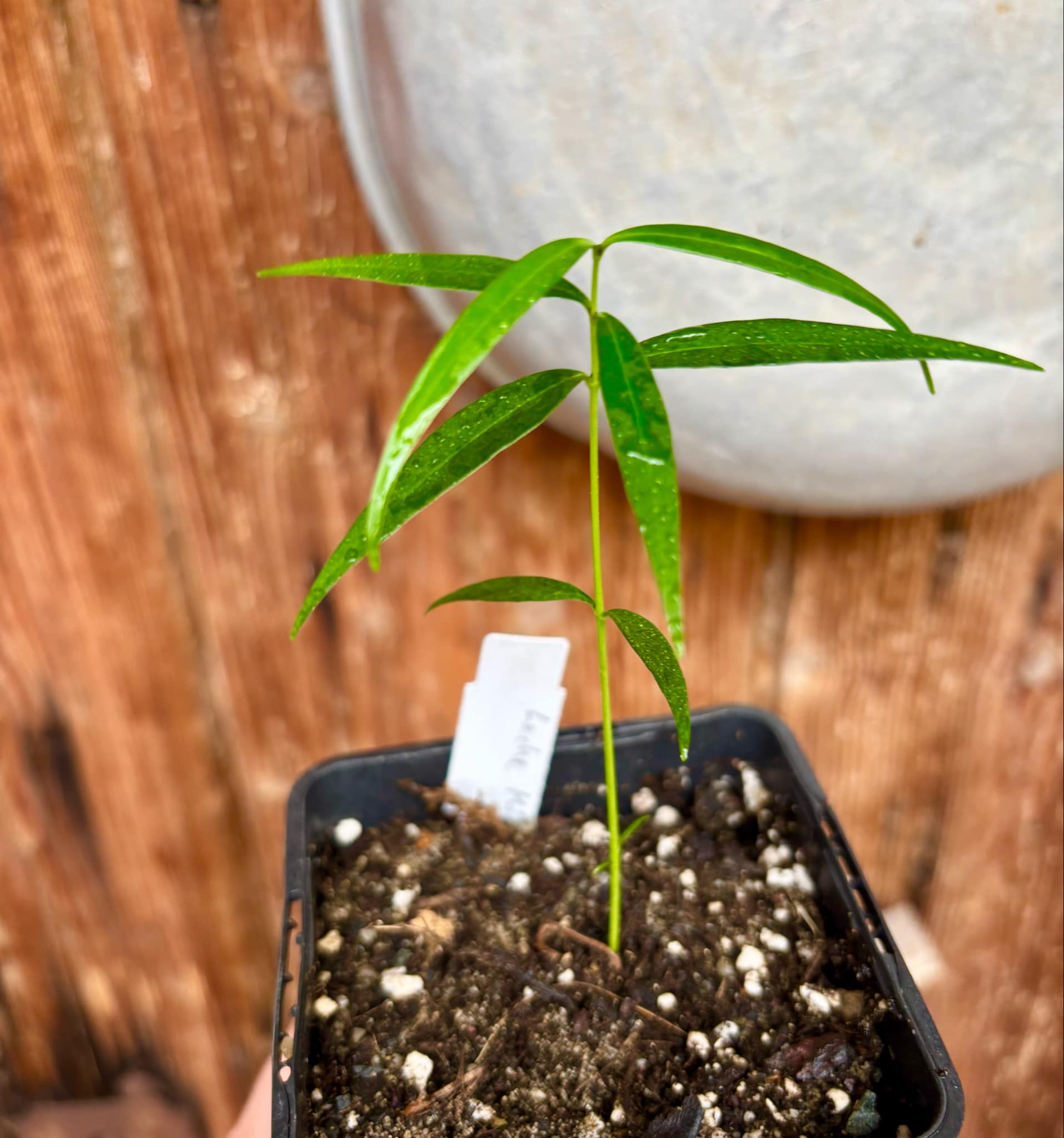 Leche-Miel Fruit (Lacmellea edulis) - 1 potted plant / 1 getopfte Pflanze