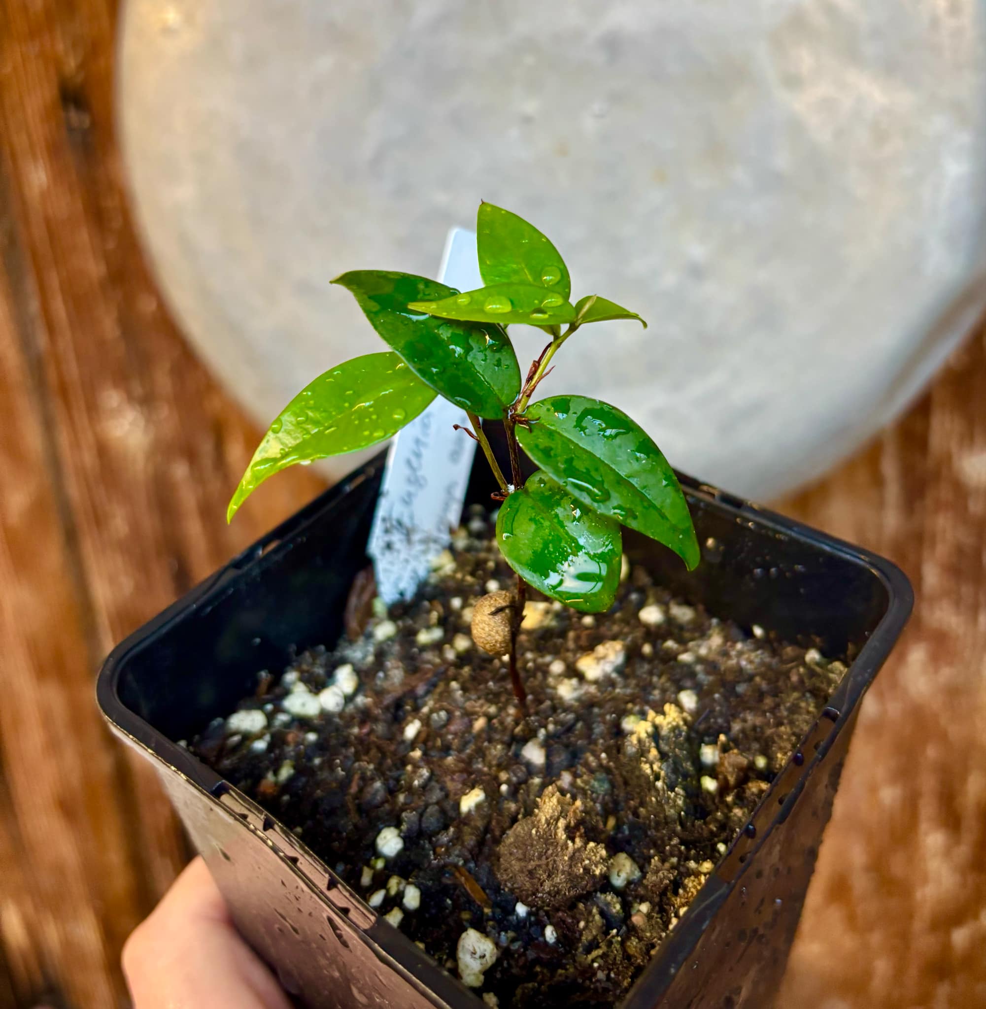 Eugenia sp Amarela Redonda - 1 small potted seedling / 1 kleiner, getopfter Sämling