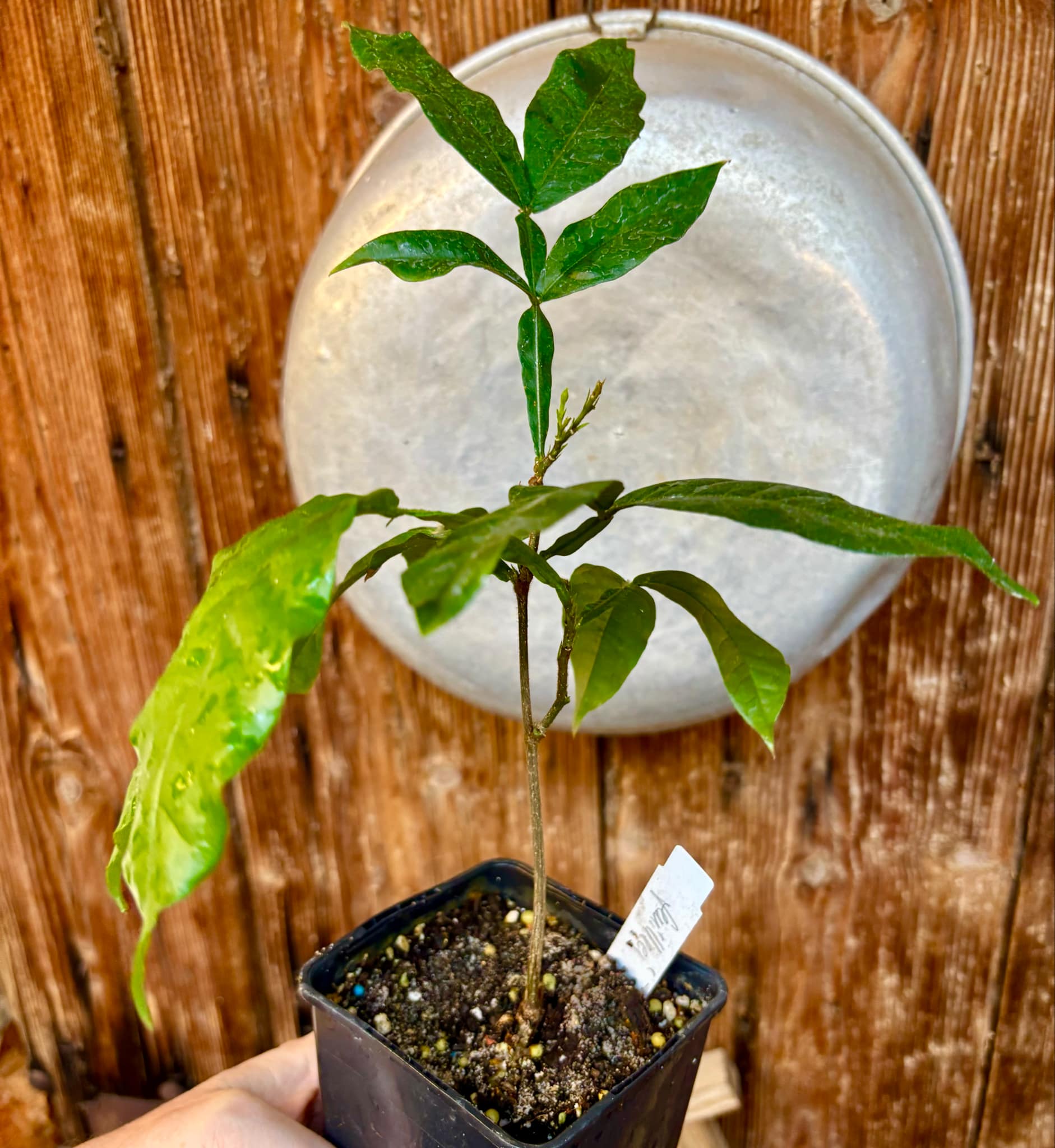 Inga feuilleei - Pacay Ice Cream Bean Nr. 4 - 1 potted plant / 1 getopfte Pflanze Inga feuilleei - Pacay Ice Cream Bean Nr. 4 - 1 potted plant / 1 getopfte Pflanze