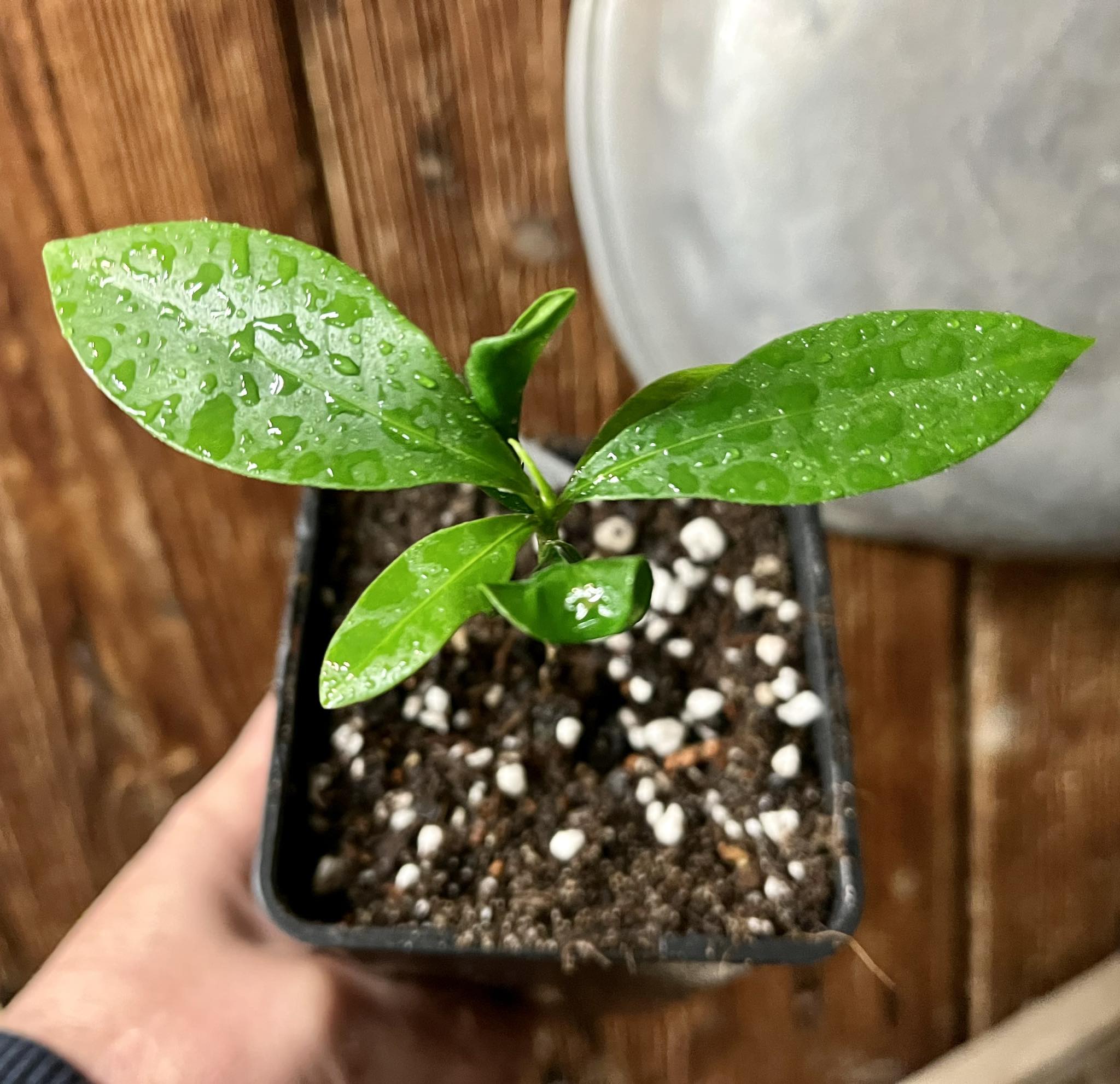 Massaranduba preto (Manilkara sp)