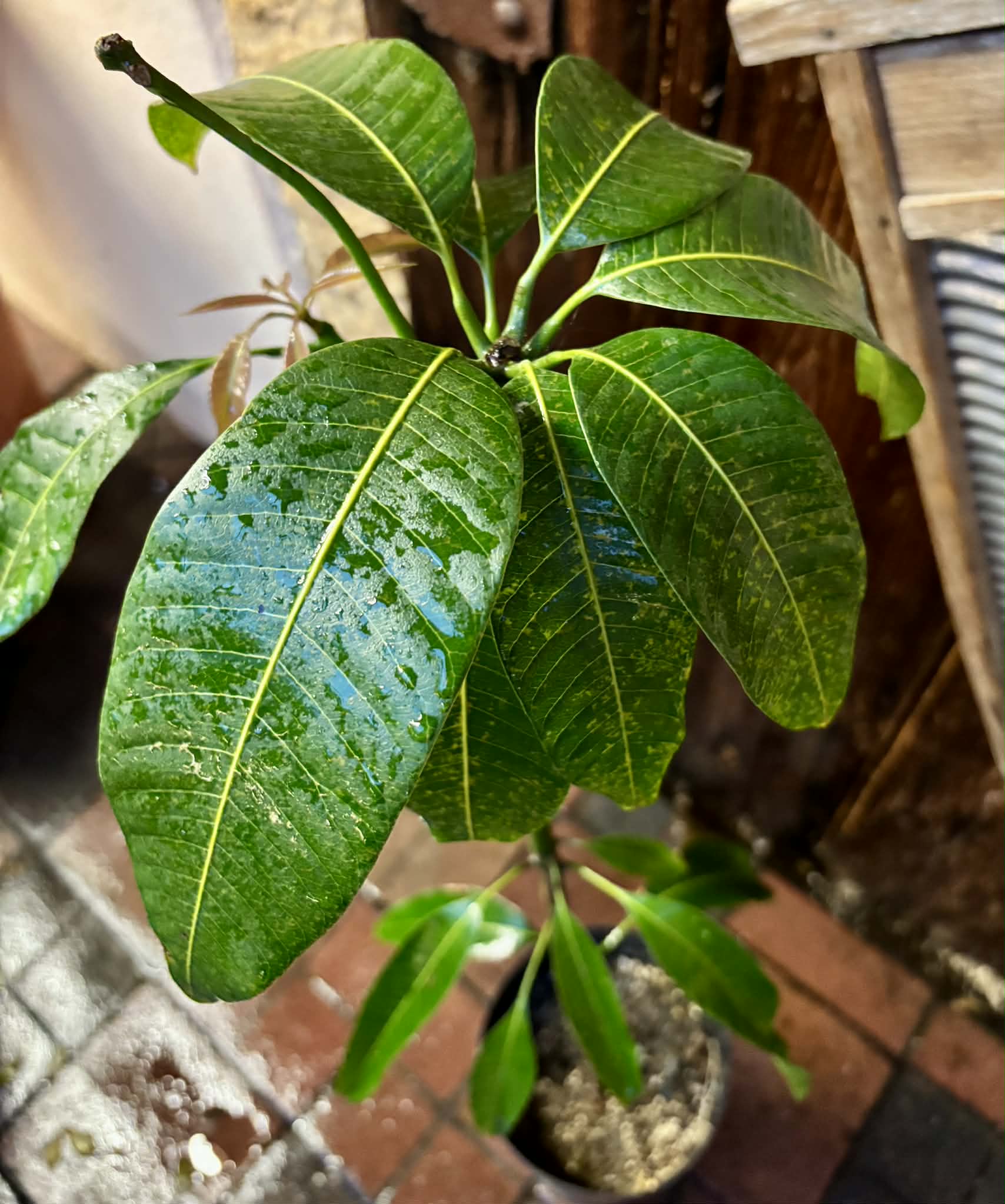 Mango Palmer (Mangifera indica) - GRAFTED - 1 potted plant / 1 getopfte Pflanze