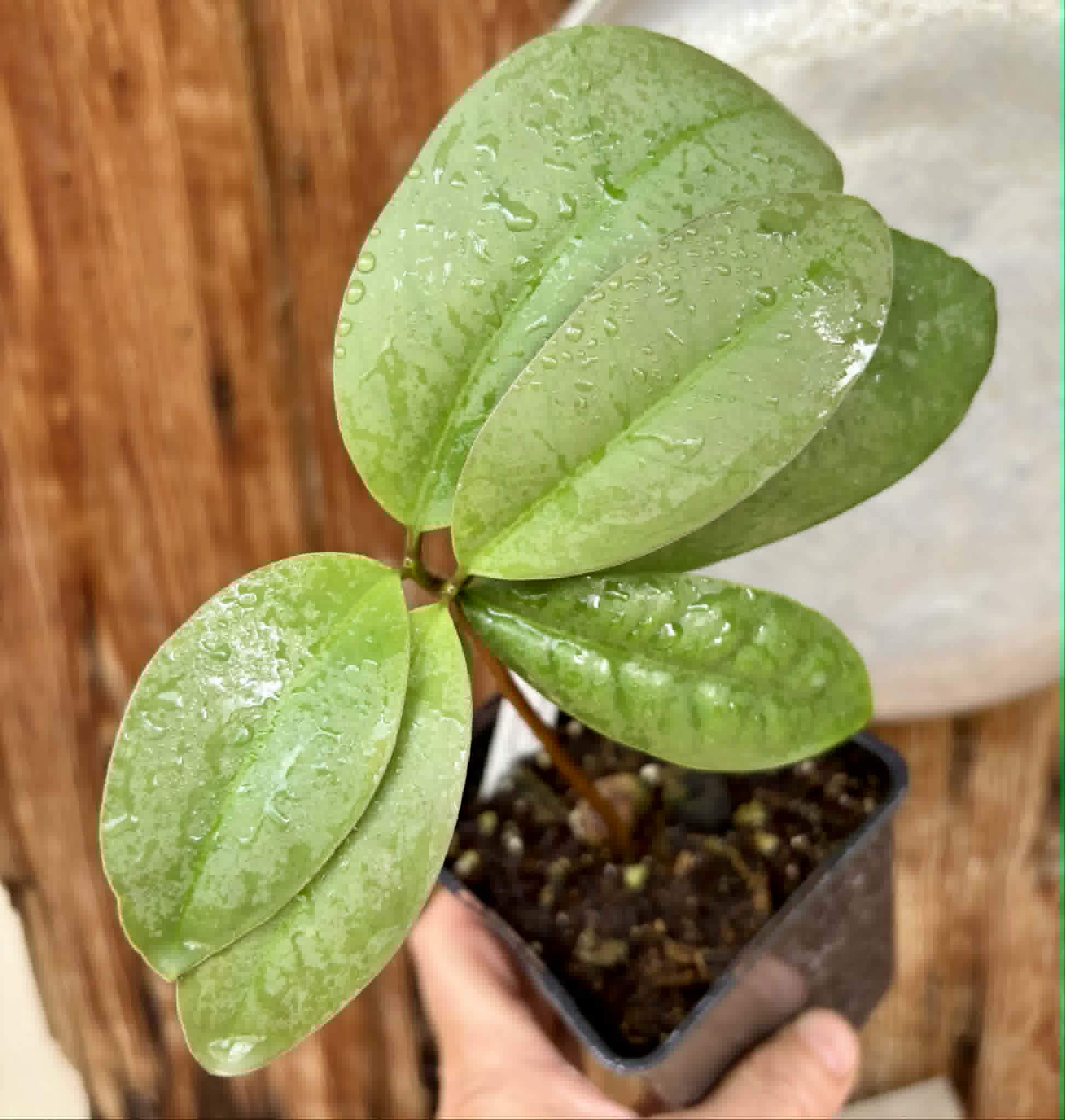 Eugenia itapemirimensis - 1 potted plant / 1 getopfte Pflanze