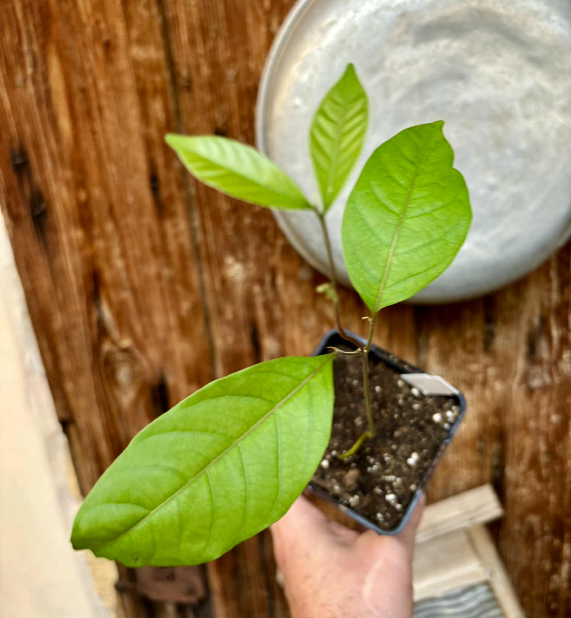 Nephelium lappaceum - Rambutan - 1 potted seedling / 1 getopfter Sämling