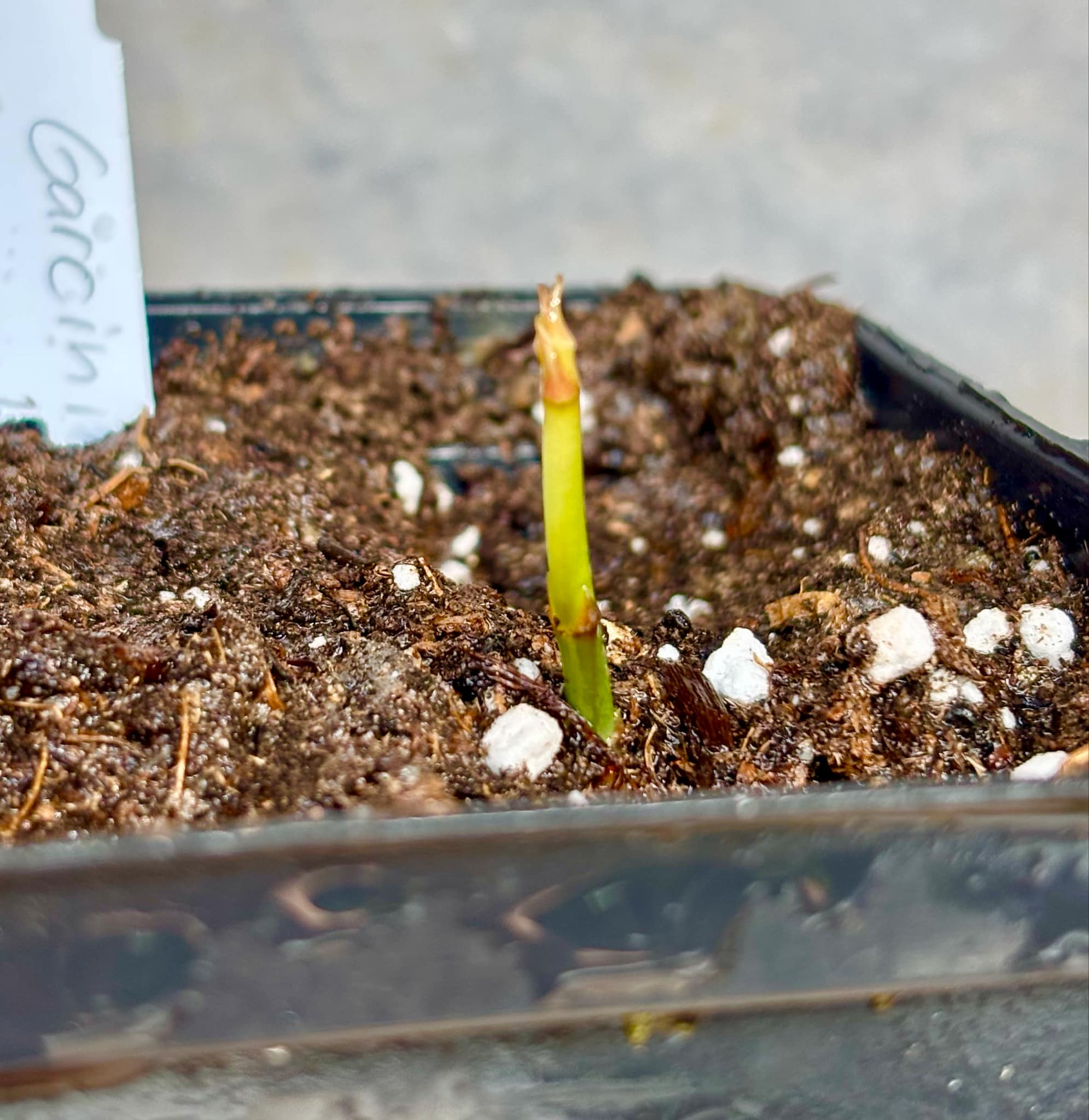 Garcinia macrophylla - 1 fresh potted seedling / 1 frisch getopfter Sämling