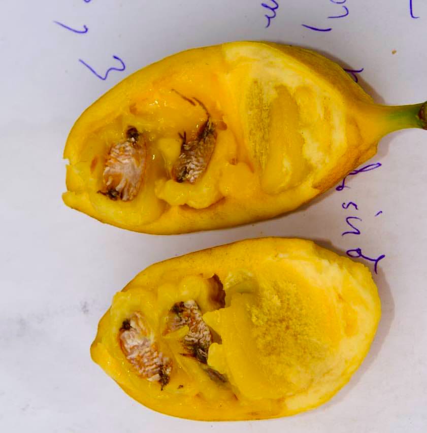 Malaysian Pawpaw - Alphonsea elliptica  - 1 potted plant / 1 getopfte Pflanze