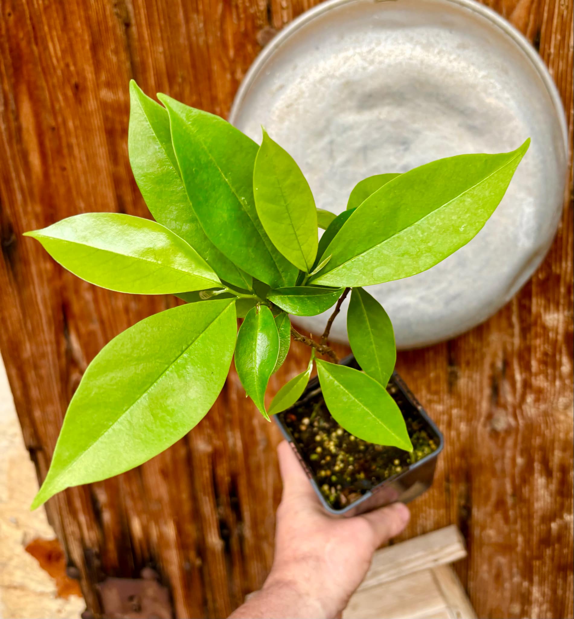 Annona muricata - Soursop / Stachelannone fiberless - 1 potted plant / 1 getopfte Pflanze