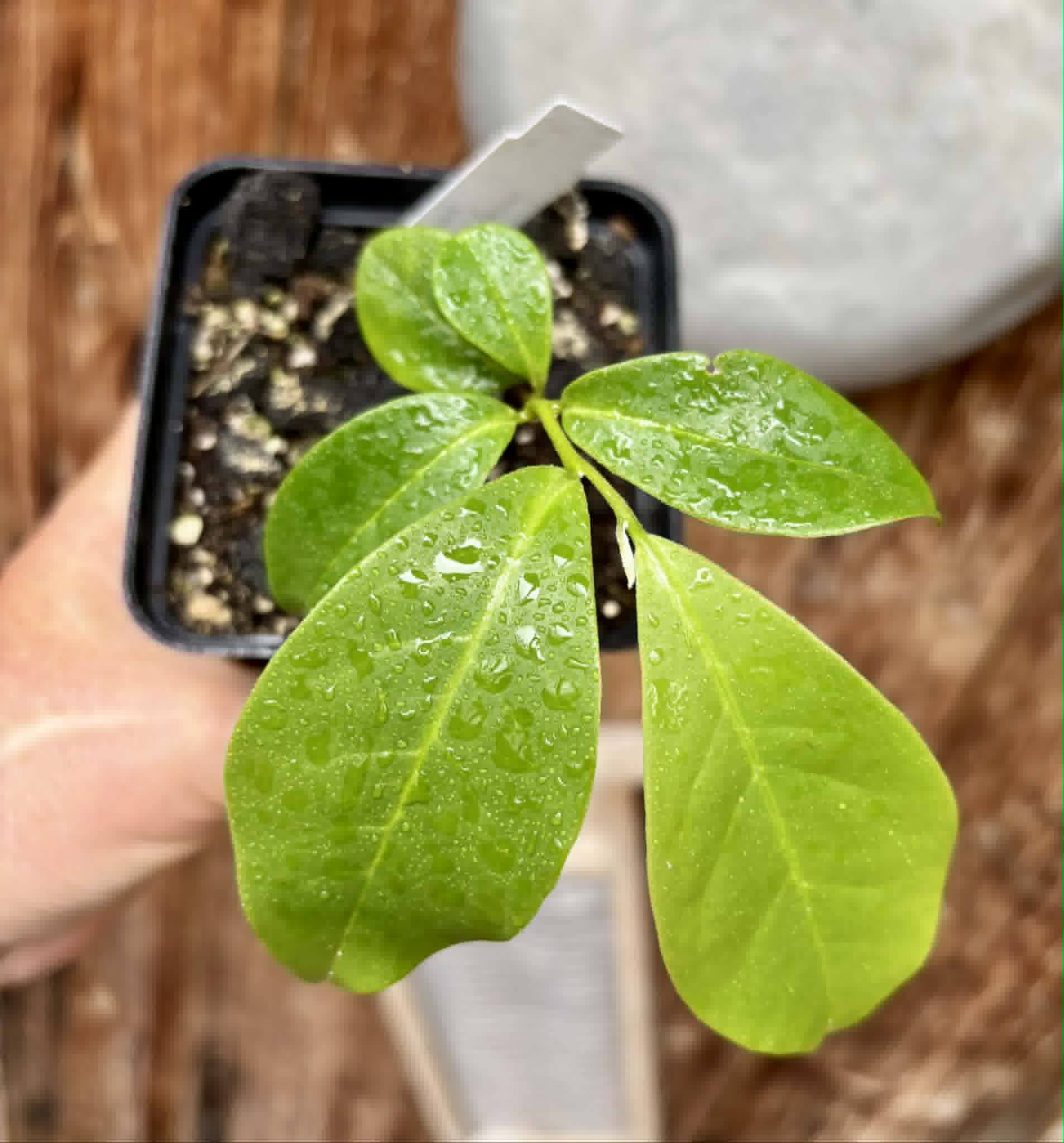 Annona montana - Mountain Soursop - 1 potted plant / 1 getopfte Pflanze
