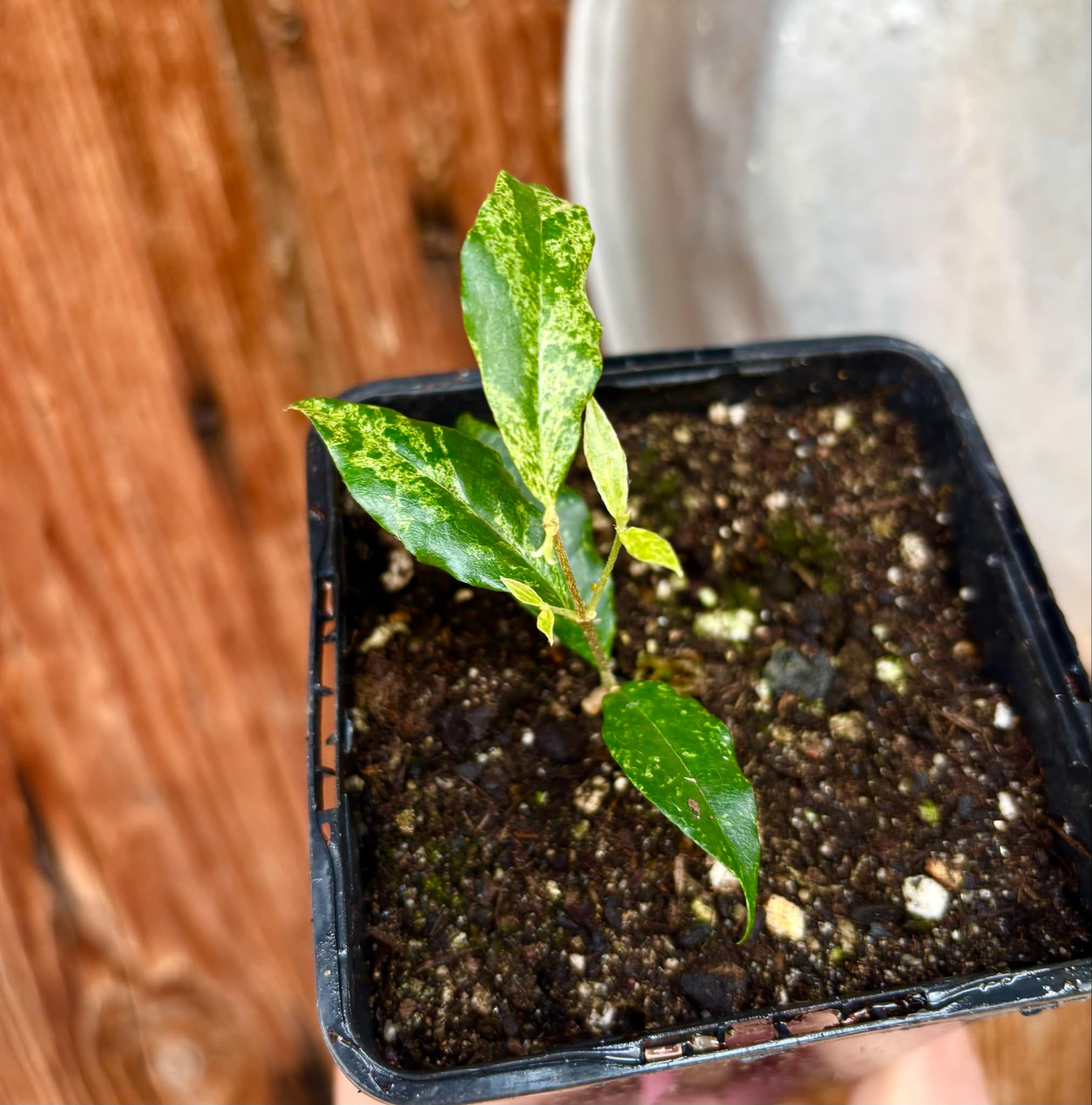 variegated Acerola (Malpighia glabra) rooted cutting - 1 potted rooted cutting / 1 getopfter, bewurzelter Steckling