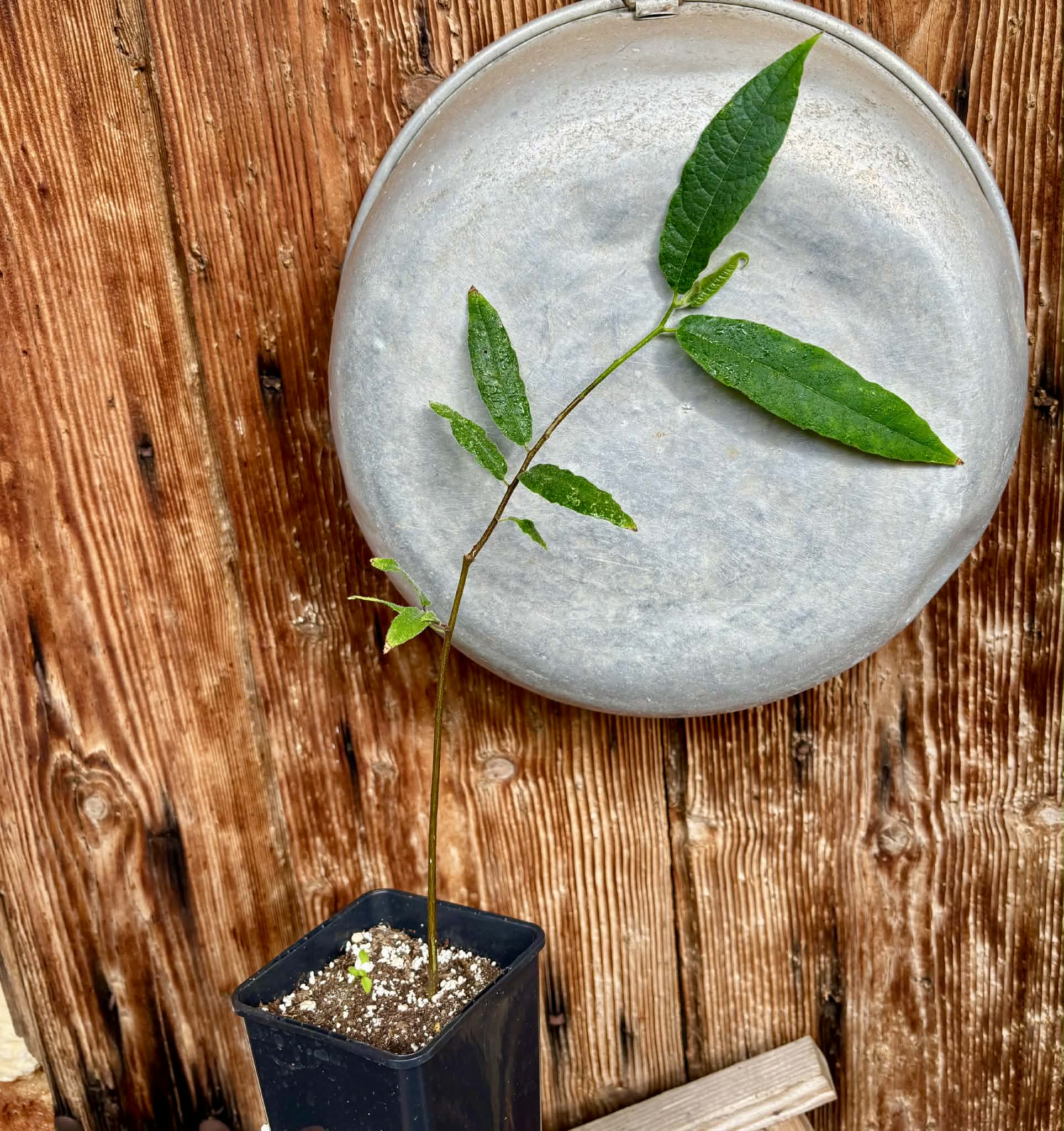 Pseudoxandra bahiensis - 1 potted plant / 1 getopfte Pflanze