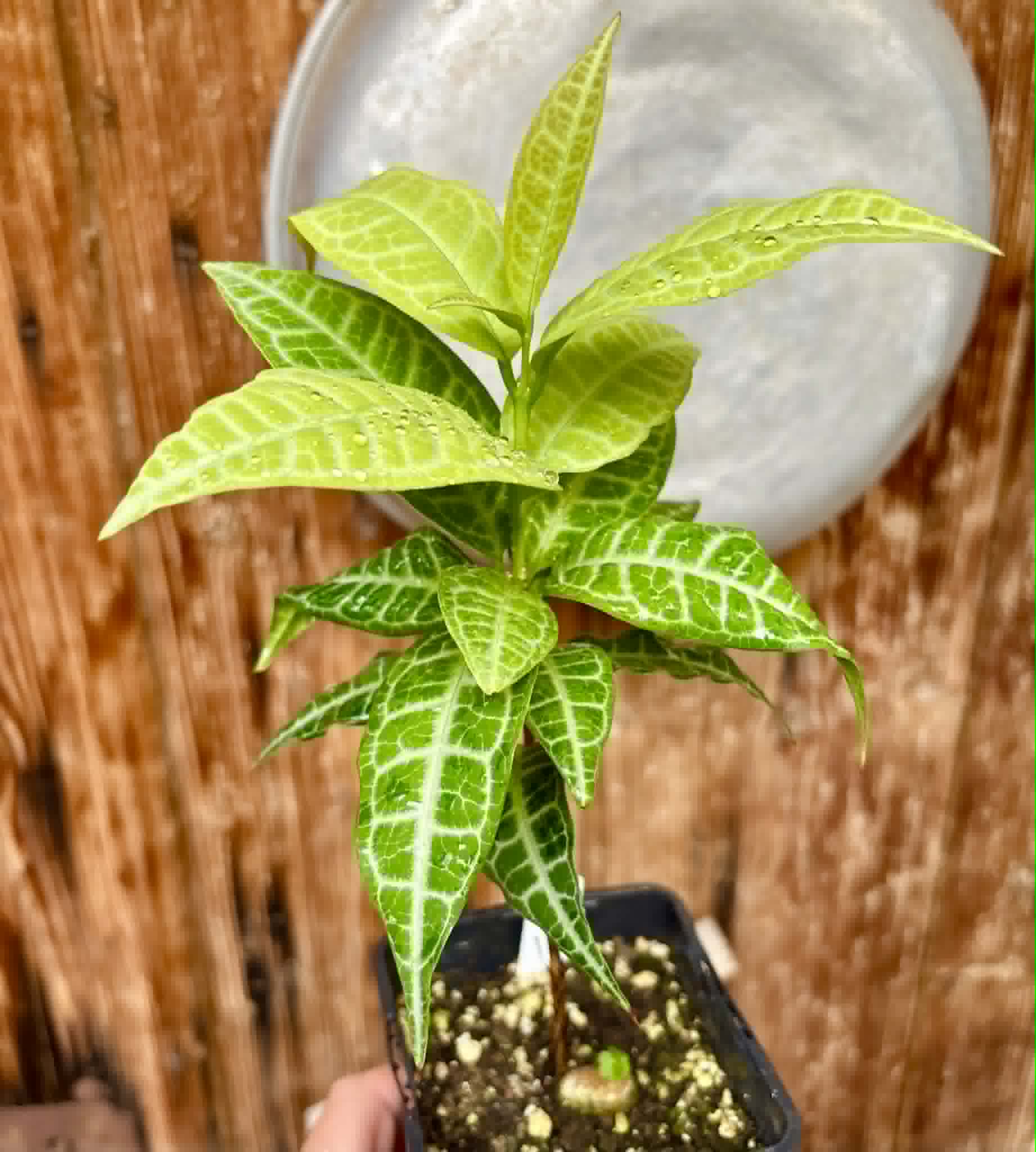 Eugenia sp Labisia -  1 potted plant / 1 getopfte Pflanze