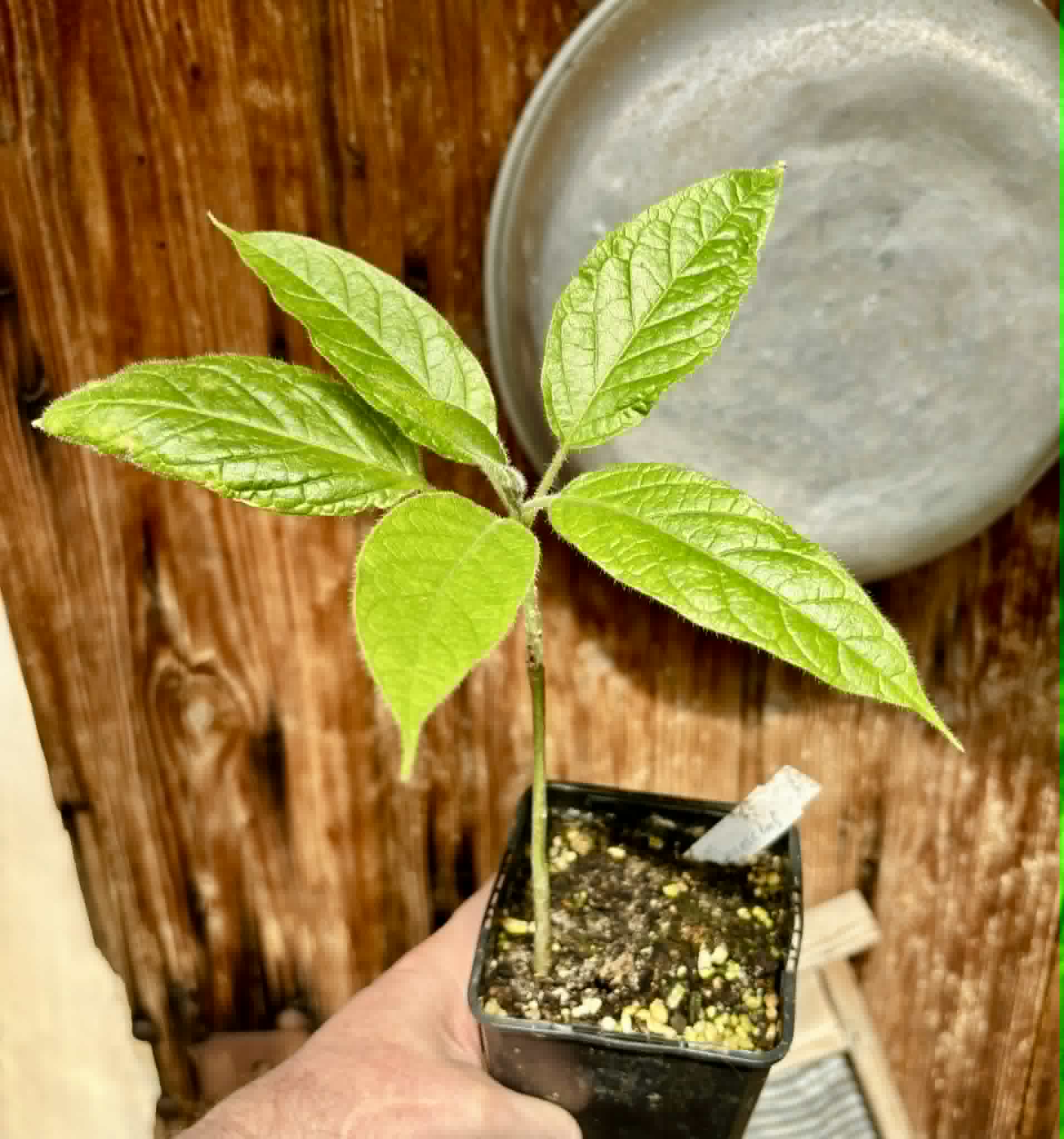Solanum luridifuscescens - Tomatao Verde Piloso - 1 potted seedling / 1 getopfter Sämling