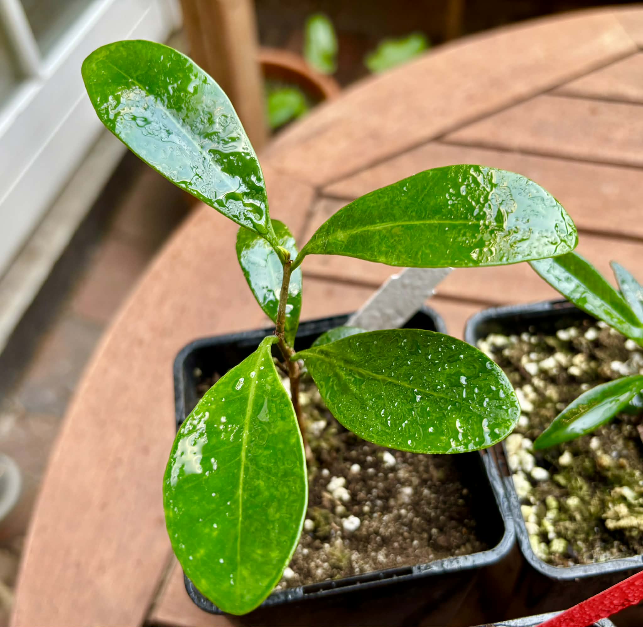 Collection of 5 Myrcia -  5 different potted plants / 5 verschiedene, getopfte Pflanzen