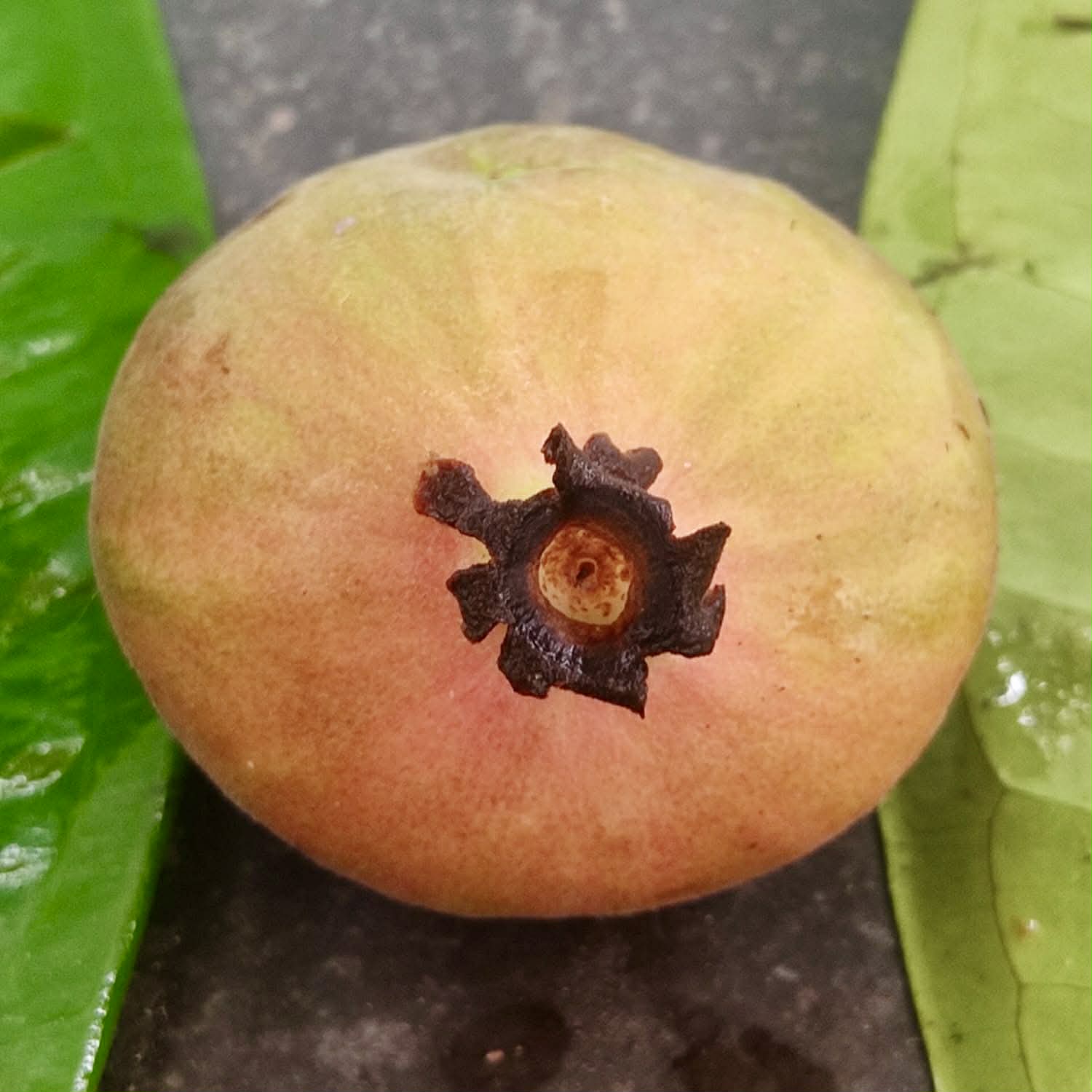 only 1 seed available - Pre-Order - Plinia rara Vermelha - 1 fresh seed / 1 frischer Samen