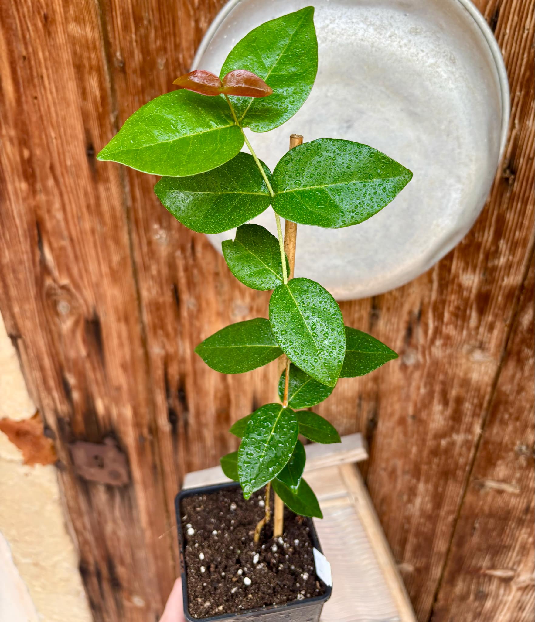 Eugenia pitanga - 1 potted plant / 1 getopfte Pflanze