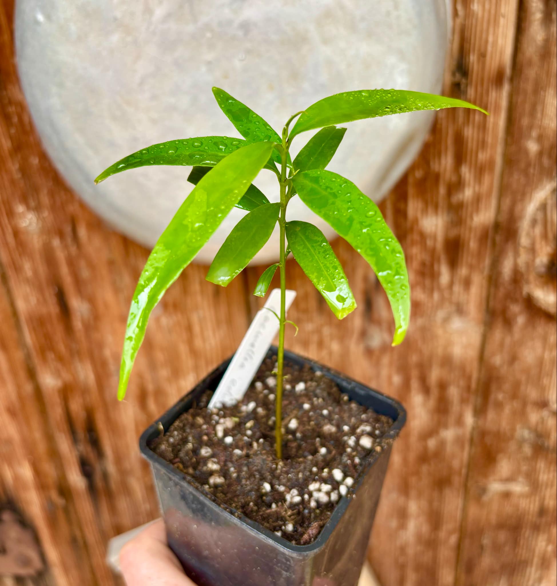 Leche-Miel Fruit (Lacmellea edulis) - 1 potted plant / 1 getopfte Pflanze
