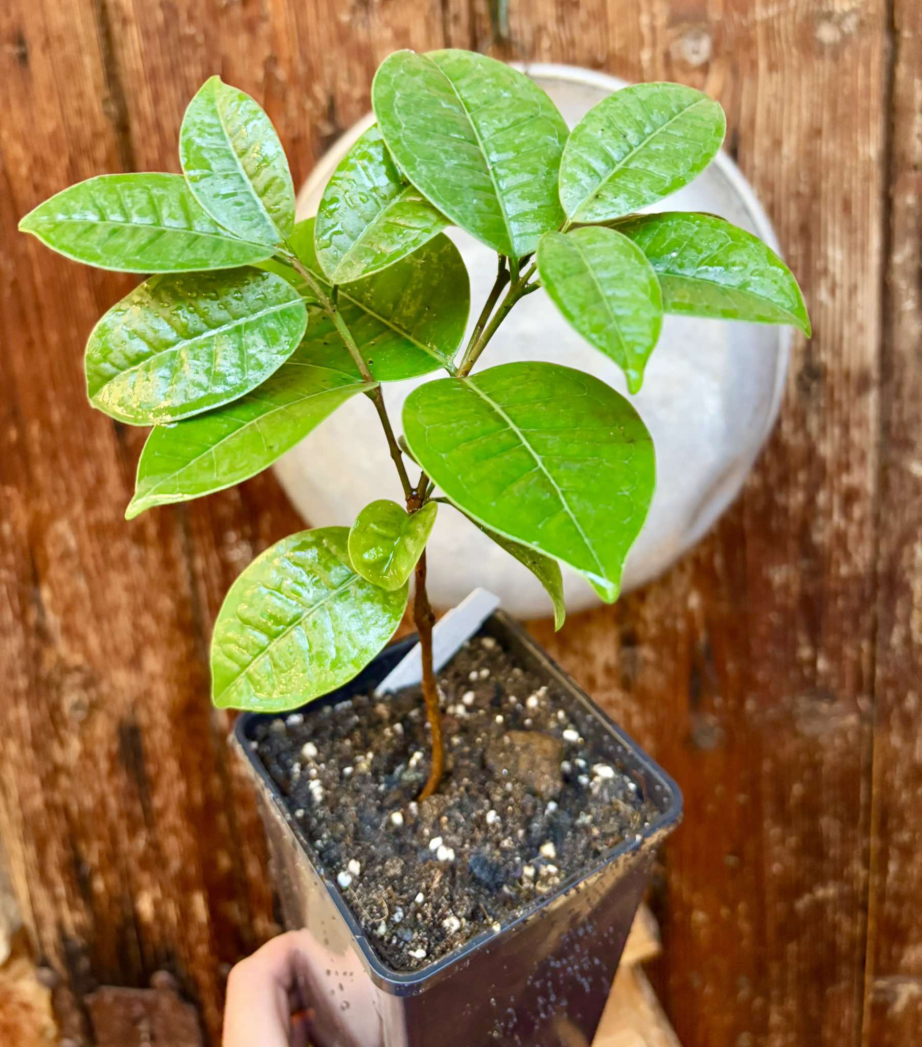 Eugenia bahiensis  - 1 potted plant / 1 getopfte Pflanze