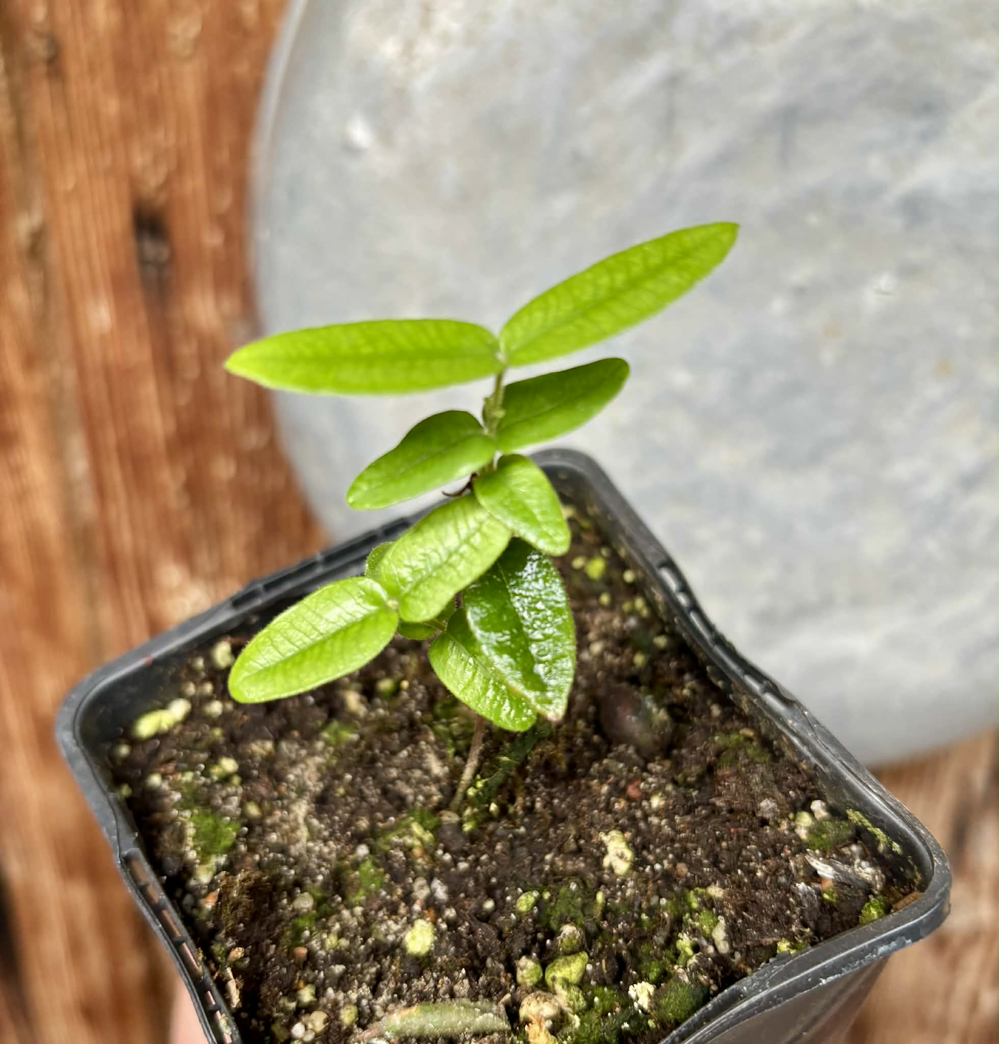 Myrciaria caerulescens (Roxa - Blue Guaquiea) - 1 potted seedling / 1 getopfter Sämling