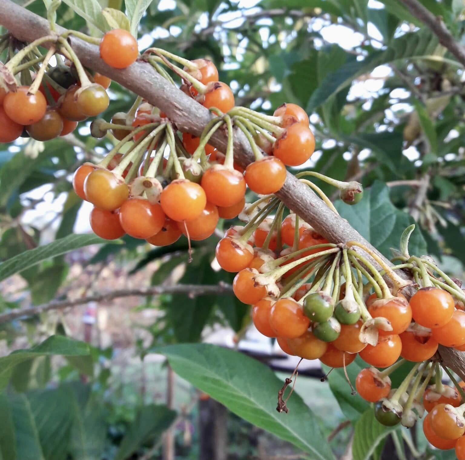 Fruta de Sabia (Iochroma arborescens) - 1 fresh seed / 1 frischer Samen