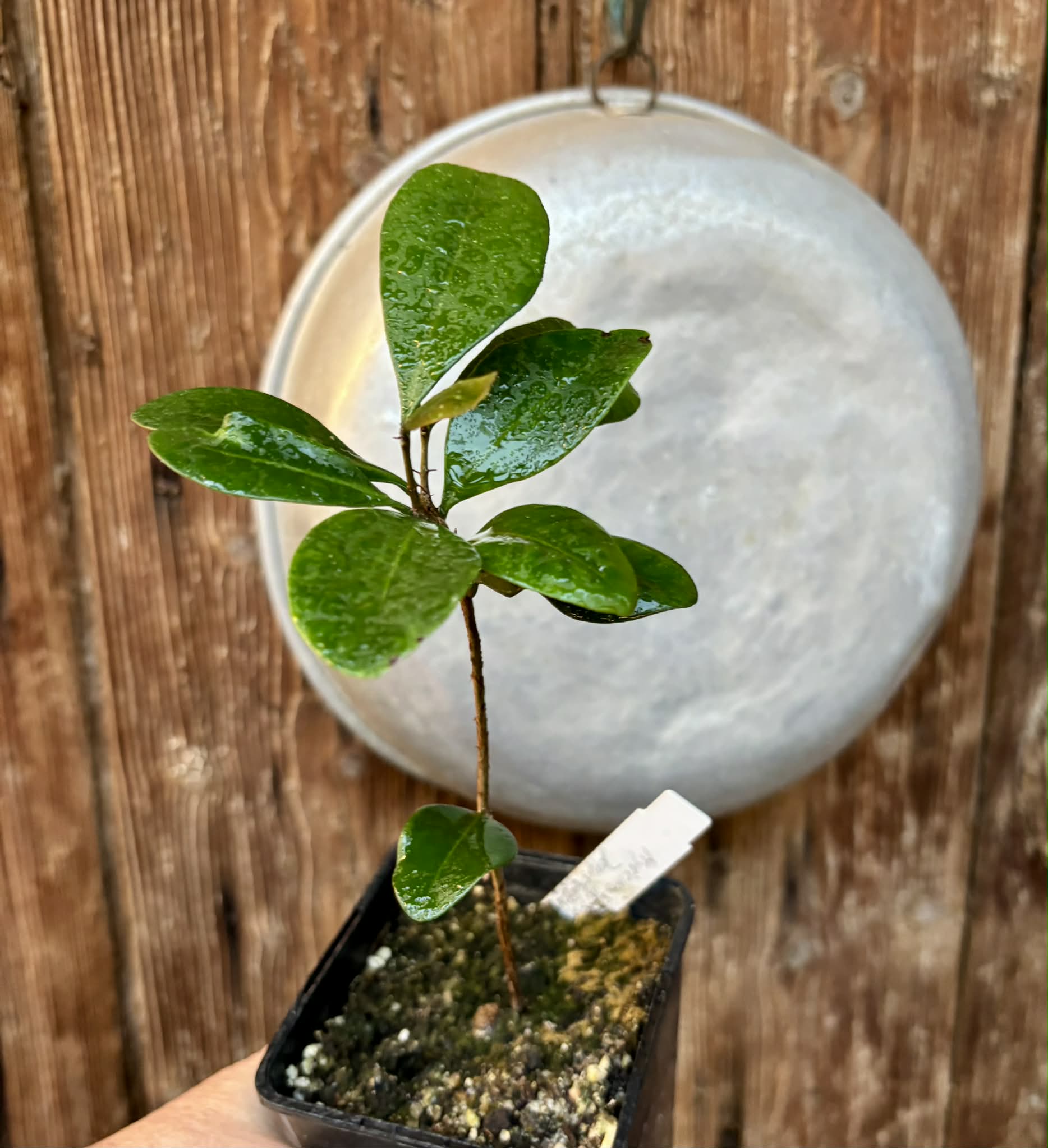 Myrcia sp Jequitinhonha - 1 potted seedling / 1 getopfter Sämling
