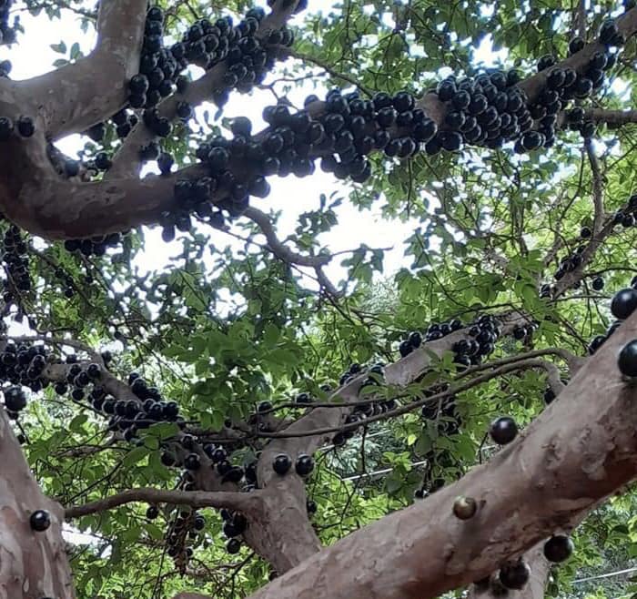 Jaboticaba Oipirinha (Plinia sp) - 1 small potted plant/ 1 kleine, getopfte Pflanze