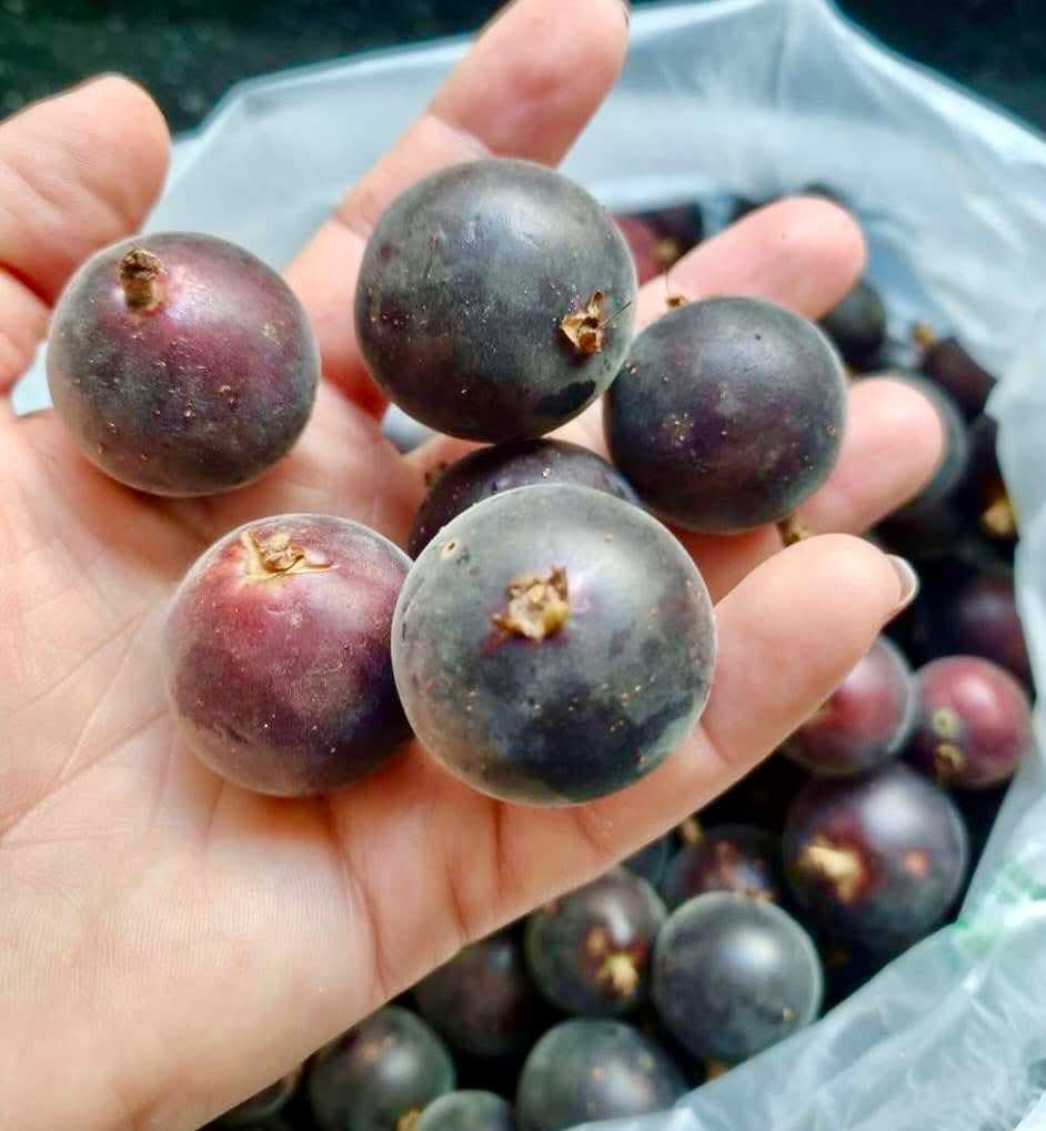 Plinia spiritosantensis var. Mucuri Velvet - 1 potted plant/ 1 getopfte Pflanze