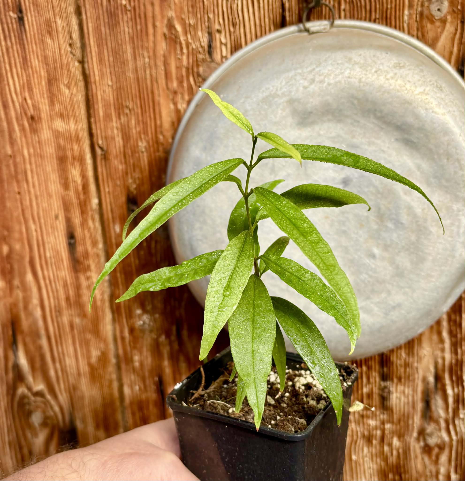 Eugenia bahiensis var. Sementes pintada  - 1 potted plant / 1 getopfte Pflanze