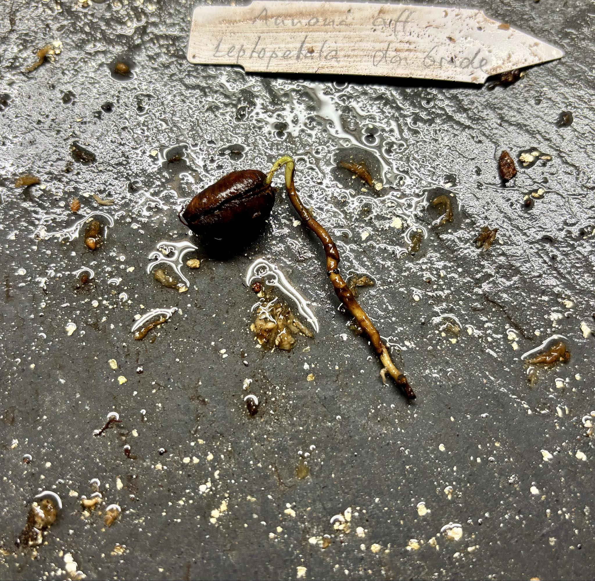 Annona aff. leptopetala  - 1germinated seed / 1 gekeimter Samen Annona aff. leptopetala  - 1germinated seed / 1 gekeimter Samen