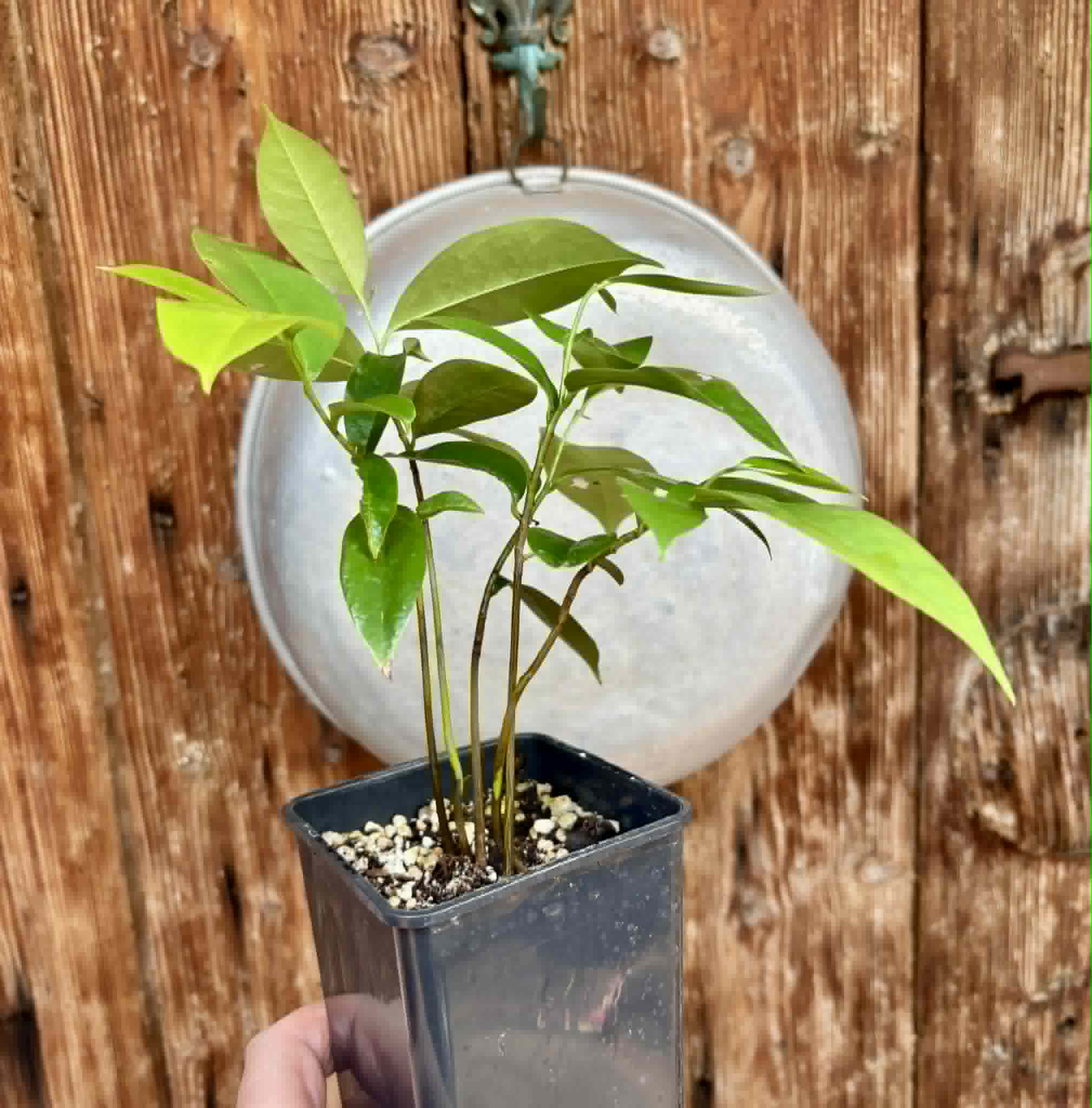 5 in 1 pot - Annona muricata - Soursop / Stachelannone - 5 seedlings in one pot / 5 Sämlinge in einem Topf