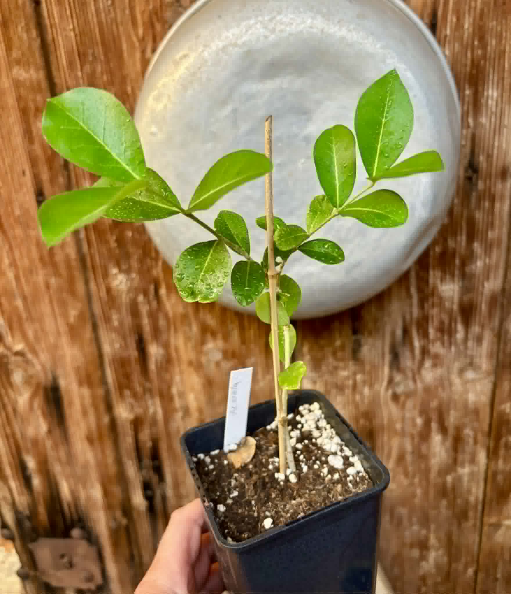 Acerola (Malpighia glabra) - 1 potted seedling / 1 getopfter Sämling