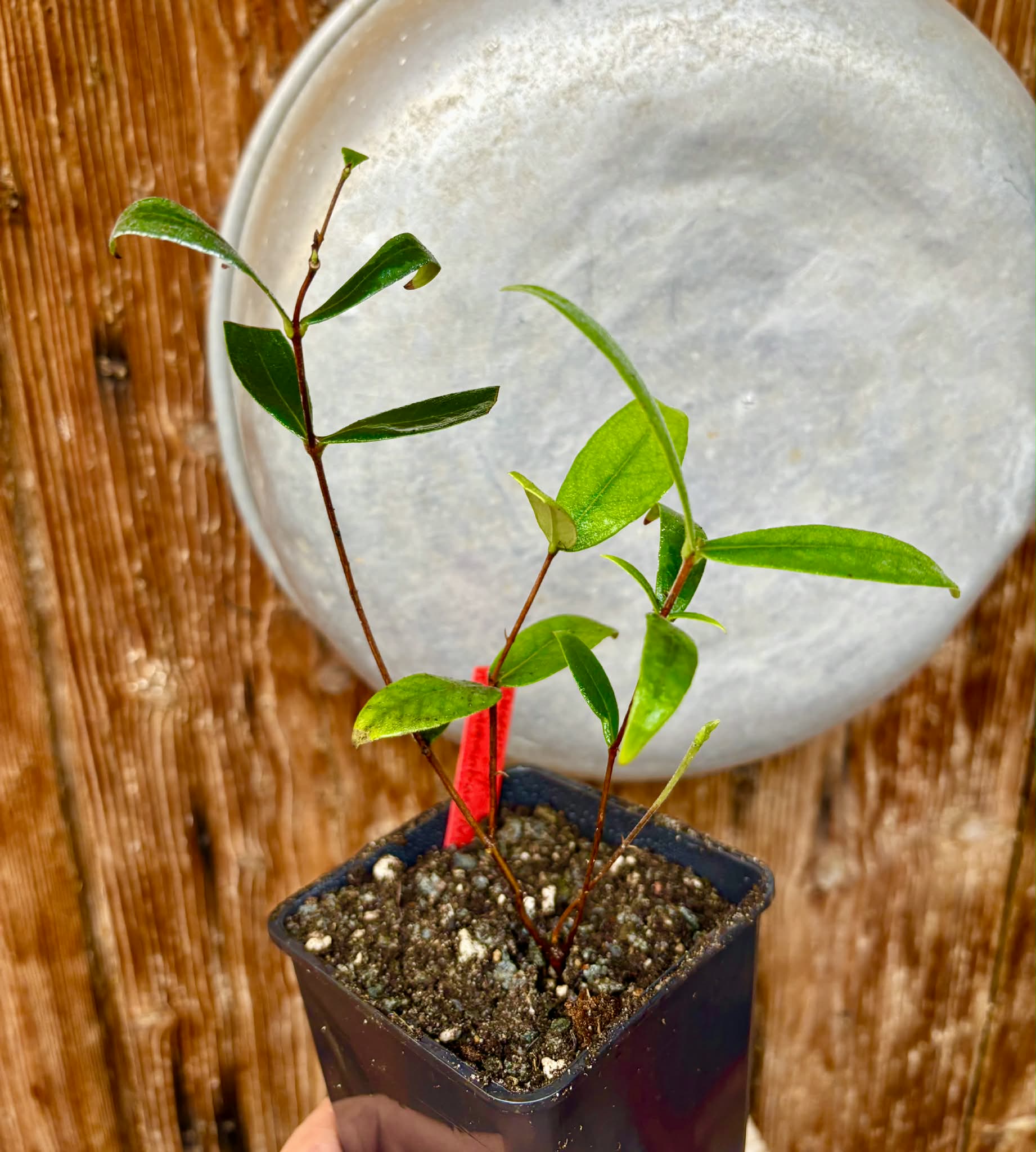 over 2 years old - Eugenia sp. Diamantina Nova - 1 potted plant / 1 getopfte Pflanze