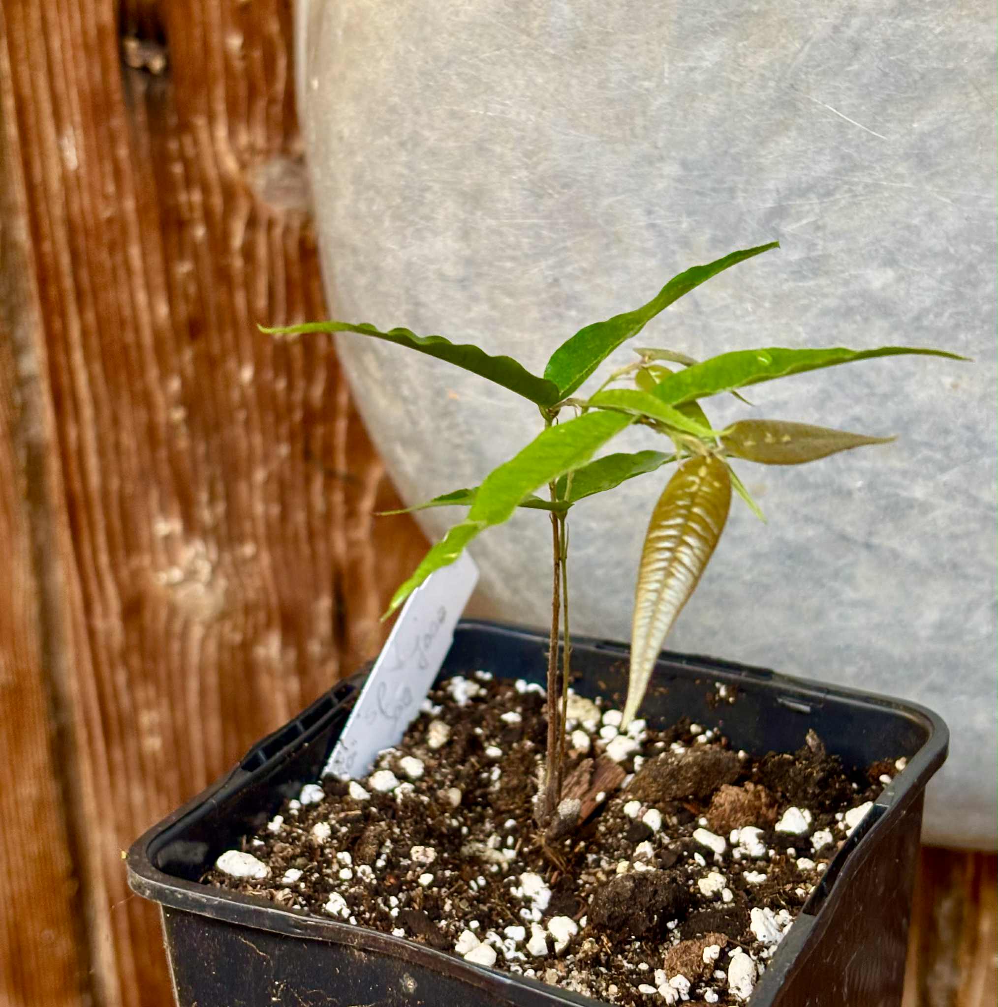 Plinia sp Cabo longo Sao Joao -  1 potted seedling / 1  getopfter Sämling