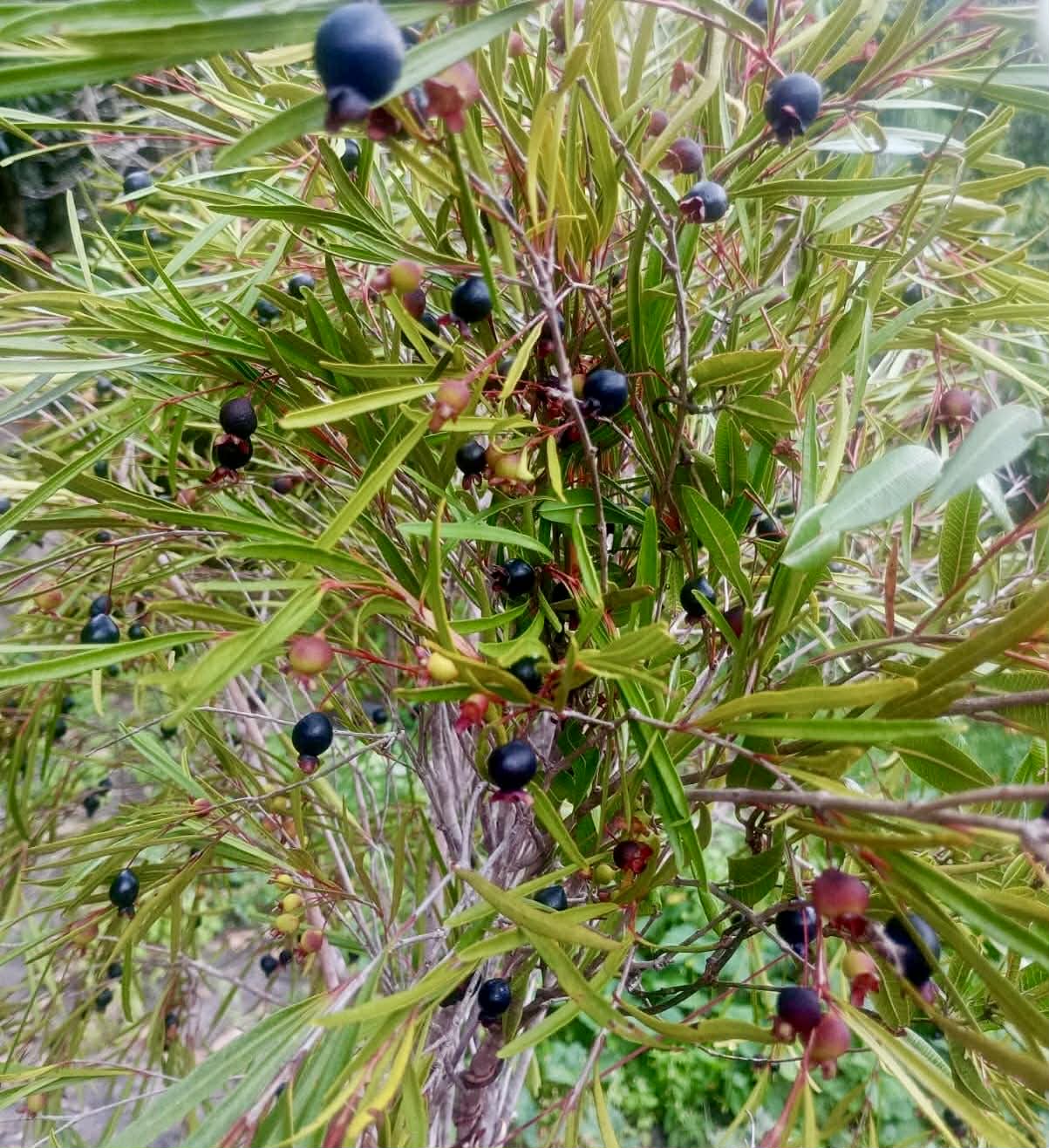 Eugenia salicifolia  - 1 fresh seed / 1 frischer Samen