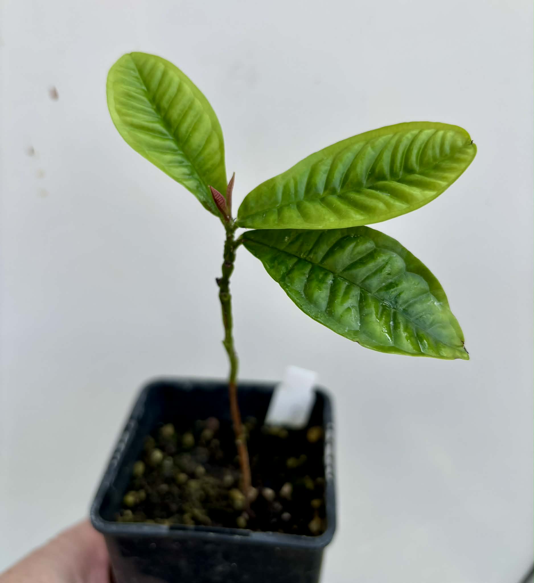 Gowok (Syzygium polycephalum) - 1 potted seedling / 1 getopfter Sämling 