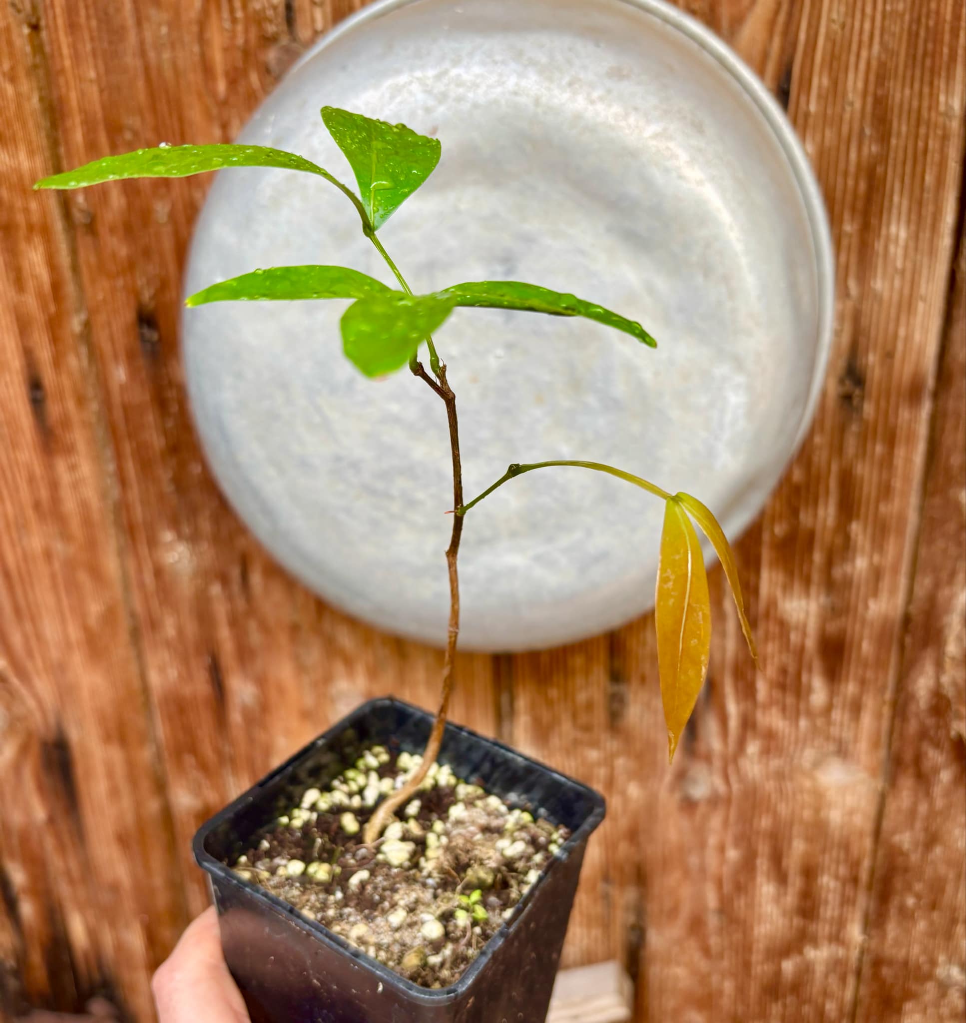 Inga laurina - 1 potted plant / 1 getopfte Pflanze Inga laurina - 1 potted plant / 1 getopfte Pflanze