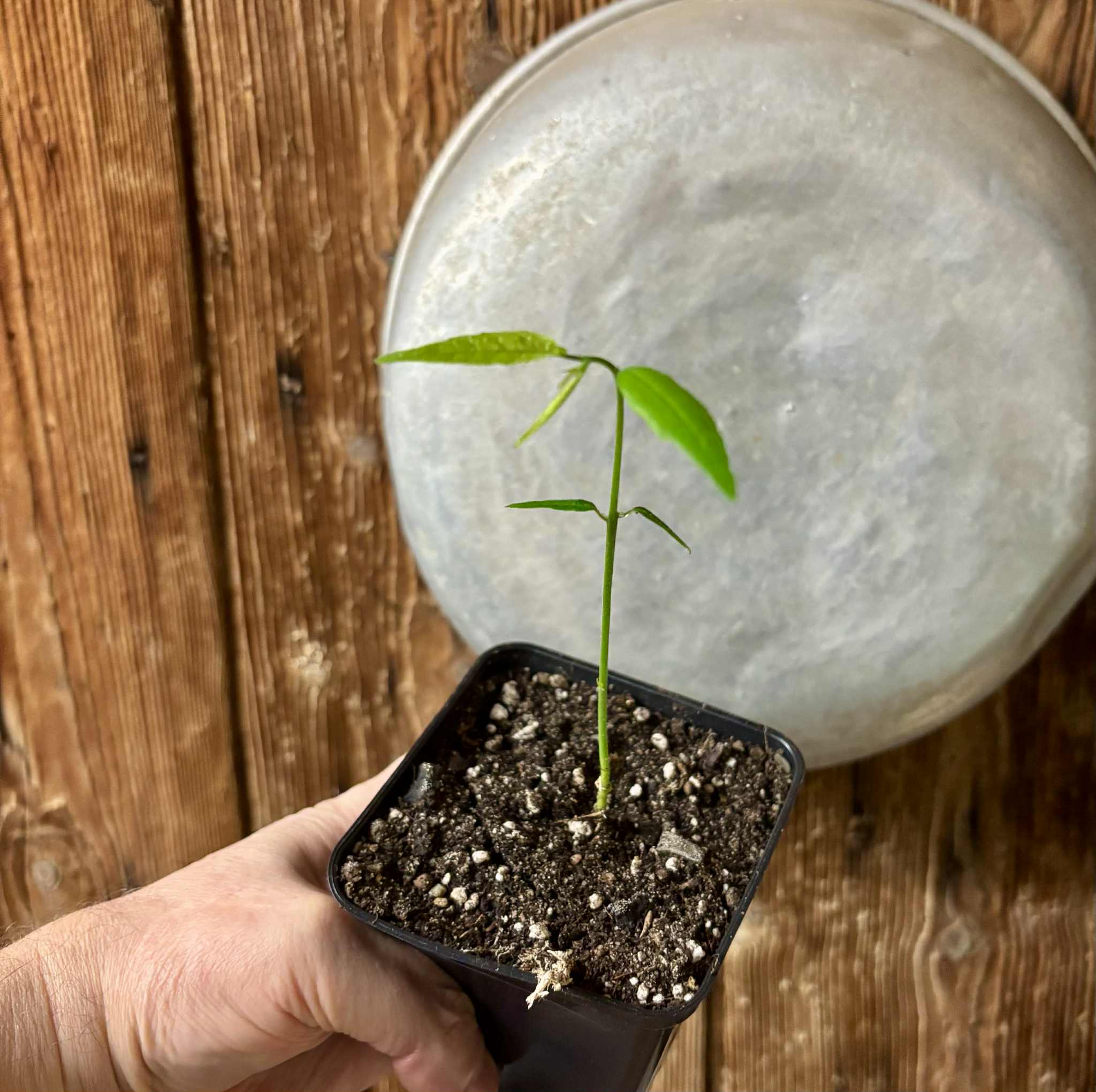 Snakewood (Brosimum guianense) -  1 potted seedling / 1 getopfter Sämling