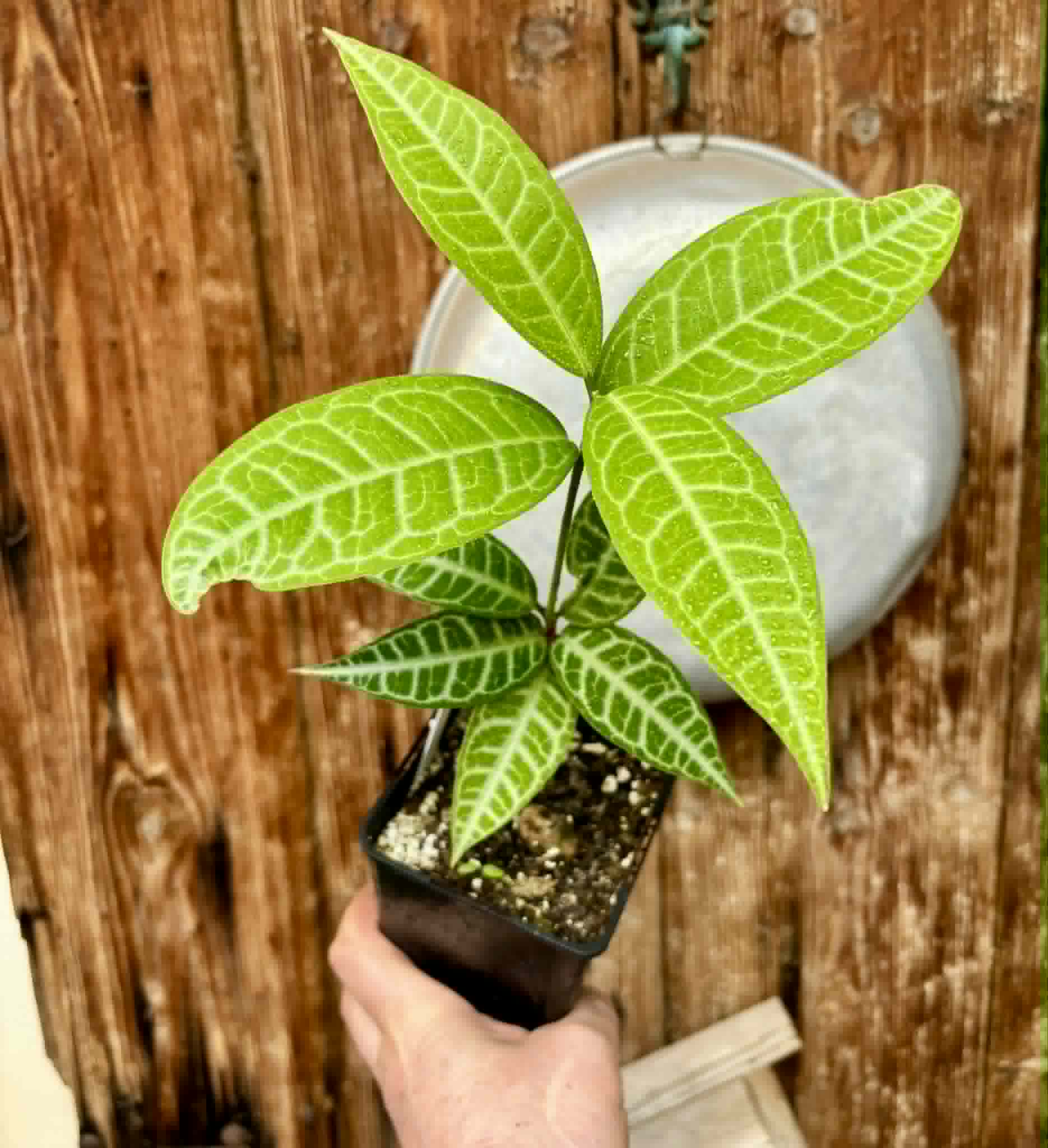 Eugenia sp Labisia -  1 potted plant / 1 getopfte Pflanze