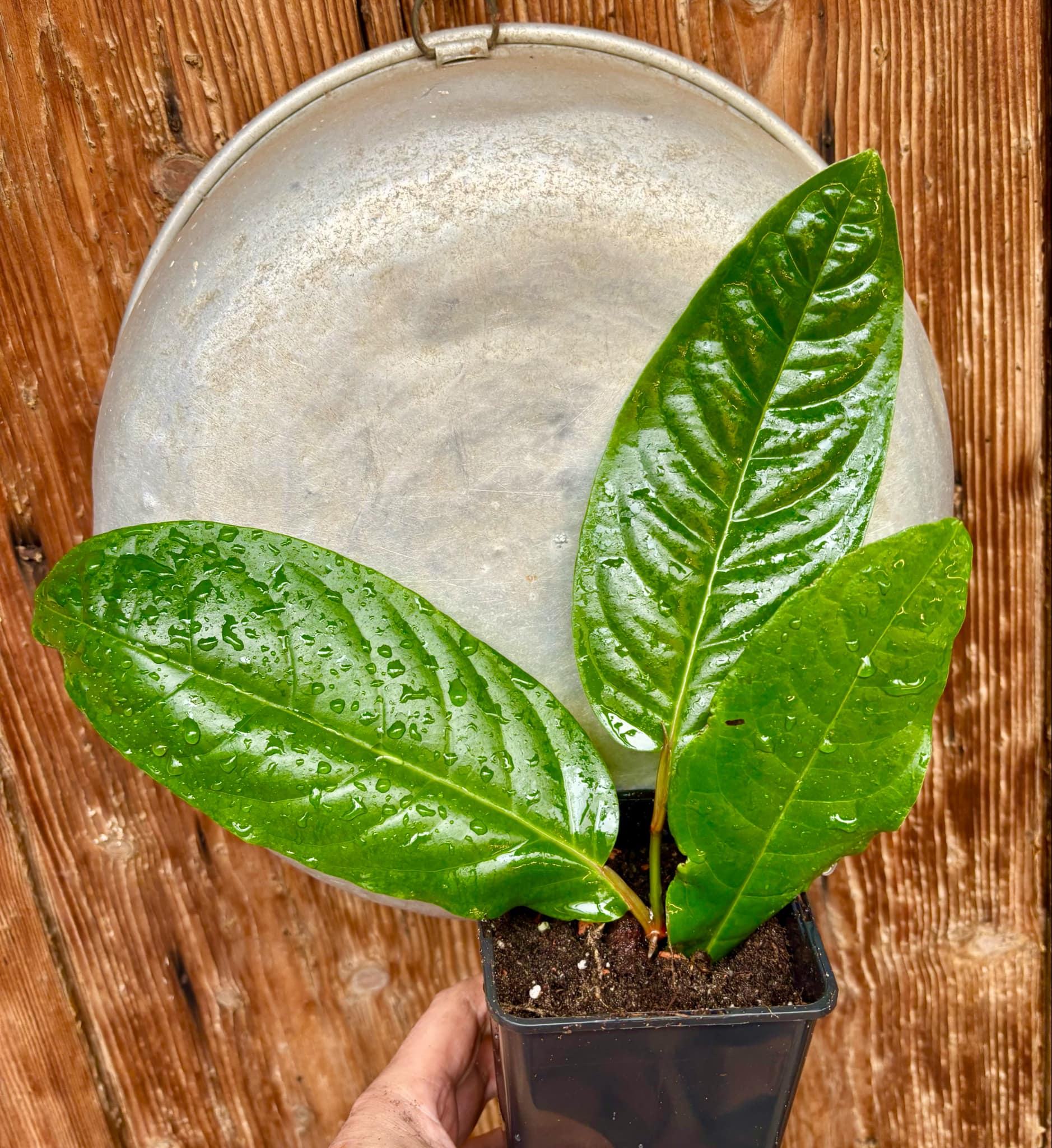 rooted cutting - Long Pepper  (Piper longum) - 1 potted plant / 1 getopfte Pflanze