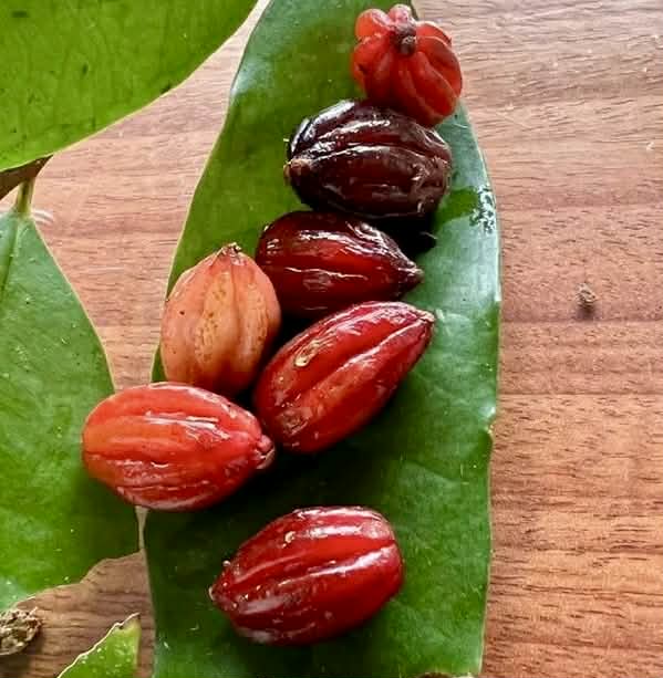 Pre Order - Eugenia sp Pitanguinha roxo escuro -  1 fresh seed / 1 frischer Samen