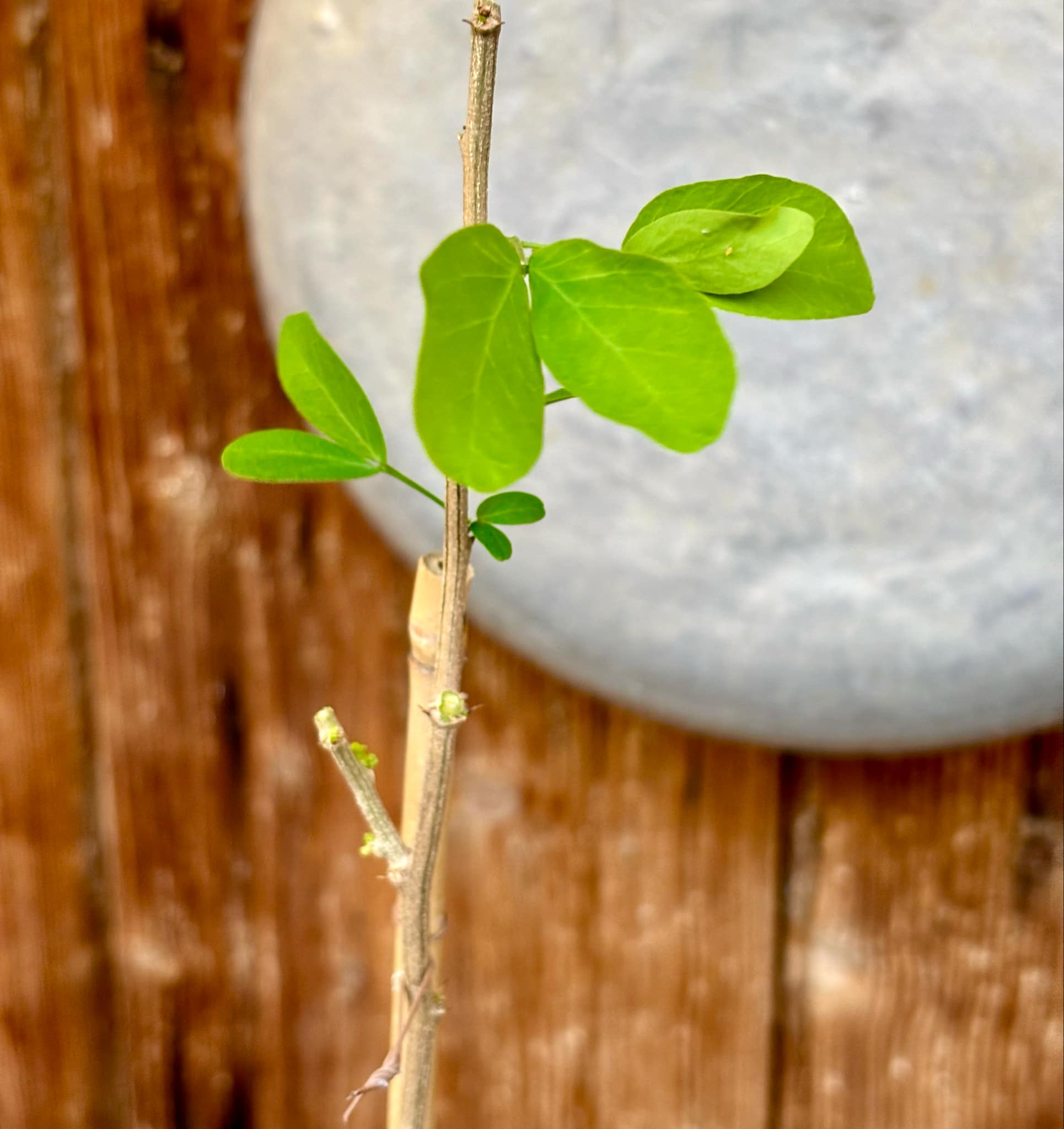 Manila Tamarind (Pithecellobium dulce) - 1 potted plant / 1 getopfte Pflanze