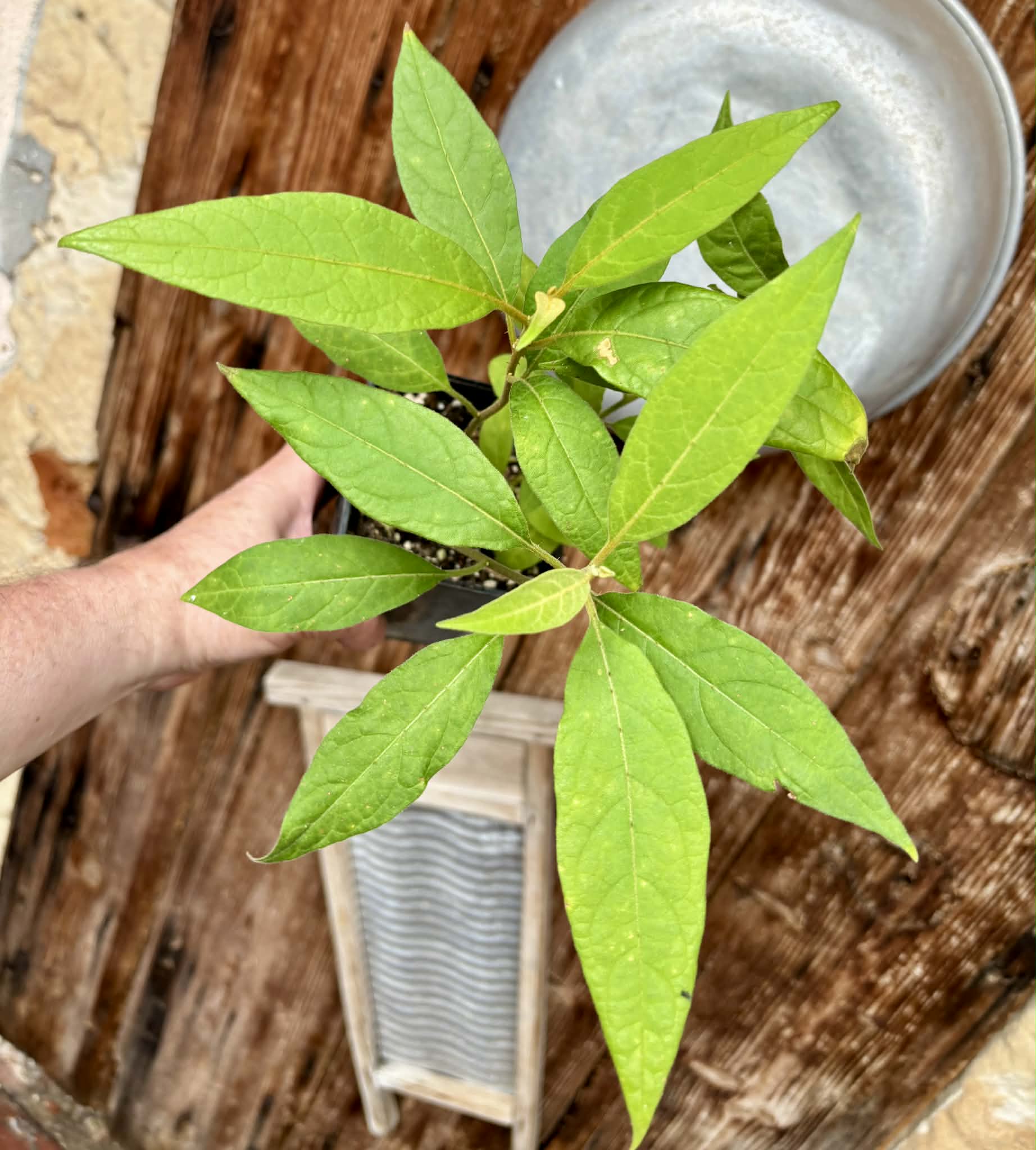 4 in 1 pot - Solanum sp. Mata Escura - 4 plants in one pot / 4 Pflanzen in einem Topf