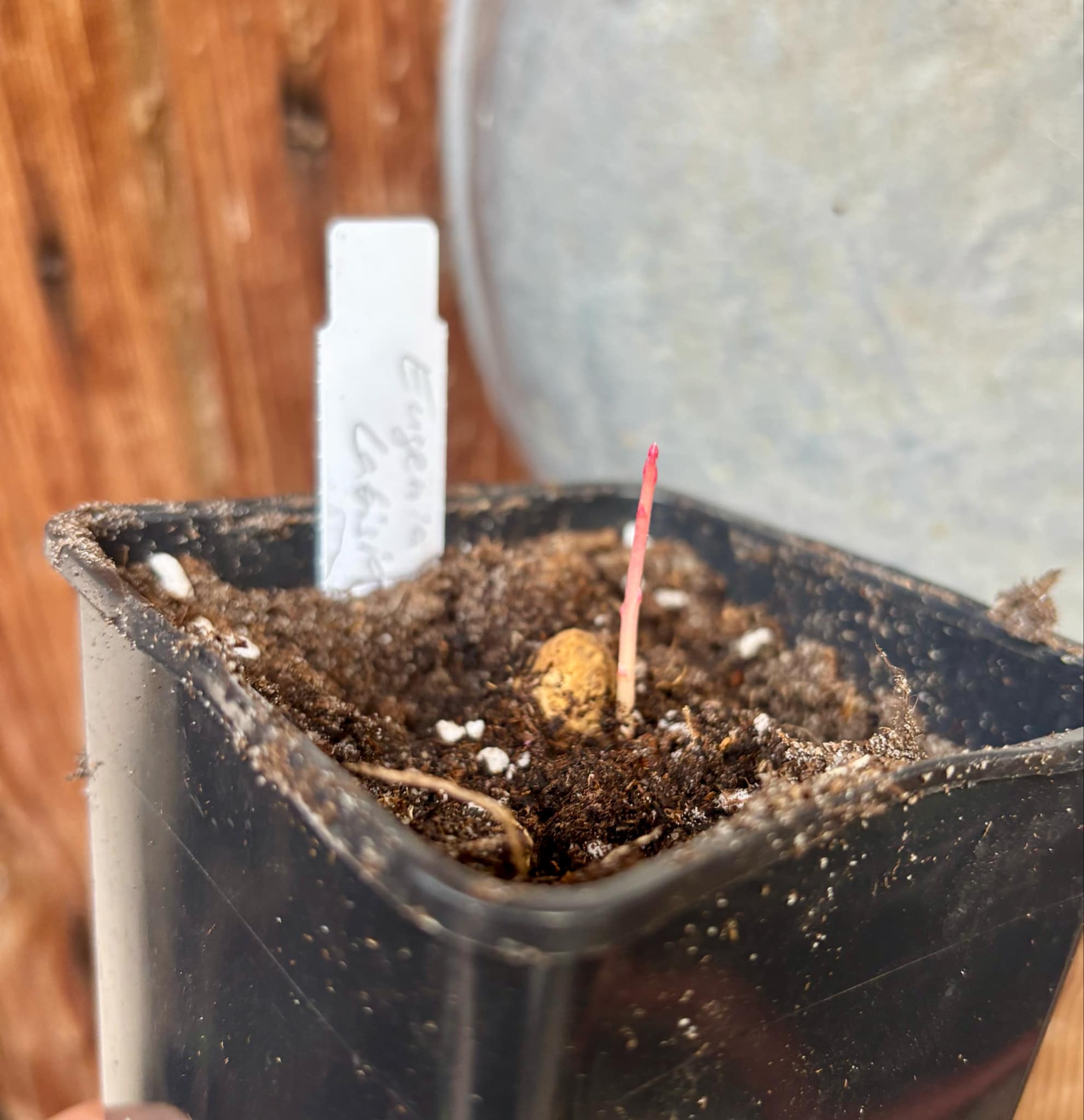 Eugenia sp Labisia -  1 fresh potted seedling / 1 frisch getopfter Sämling