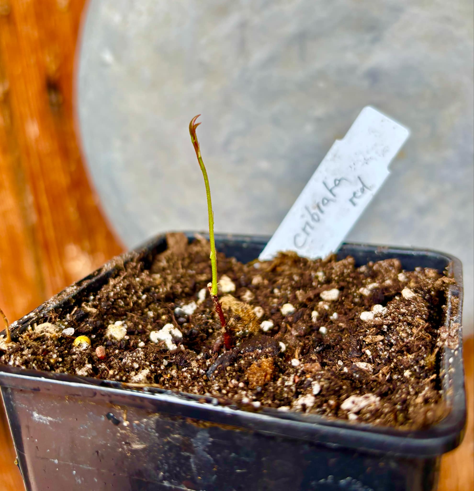 Eugenia cibrata red - 1 small potted seedling / 1 kleiner, getopfter Sämling Eugenia cibrata red - 1 small potted seedling / 1 kleiner, getopfter Sämling